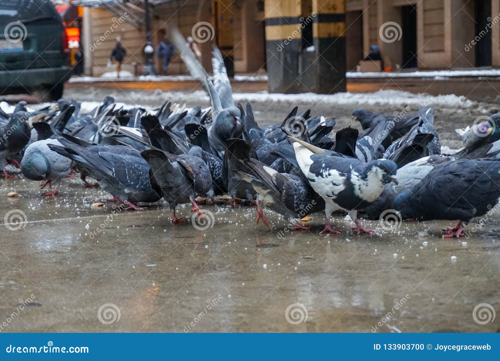 City Pigeons Eating on the Sidewalk Stock Photo Biology Diagrams