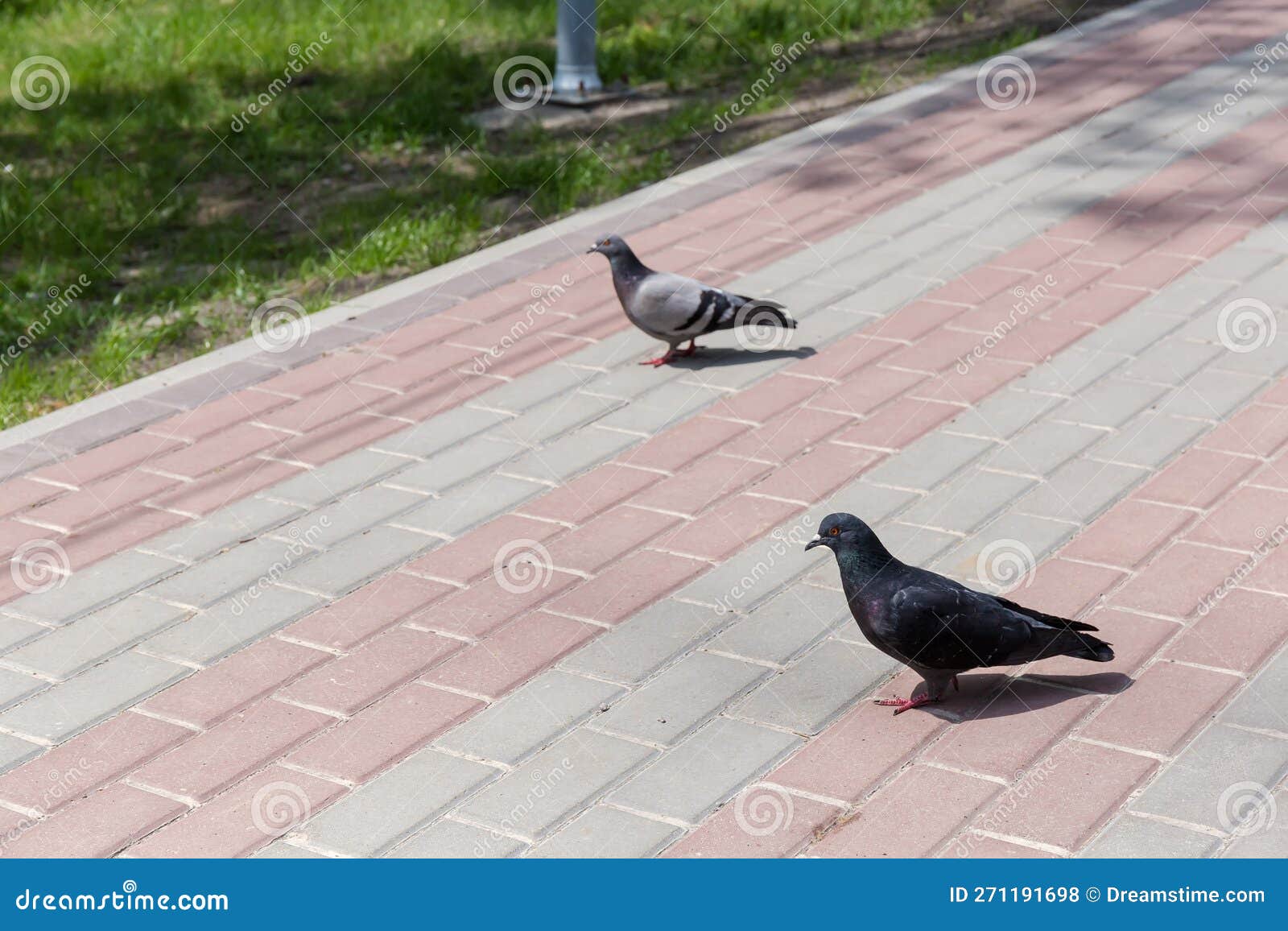 city pigeons standing on the footpath paved with concrete slabs