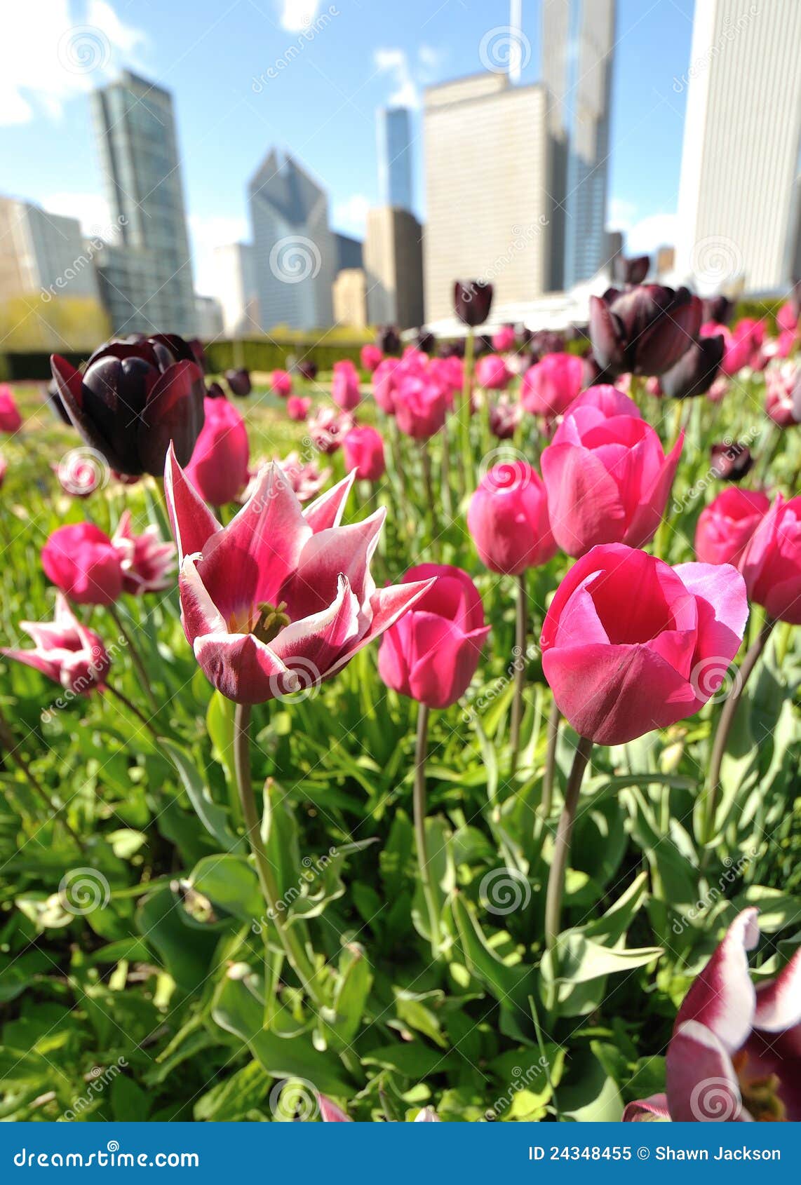 City tulips stock image. Image of landscape, bloom, chicago 24348455