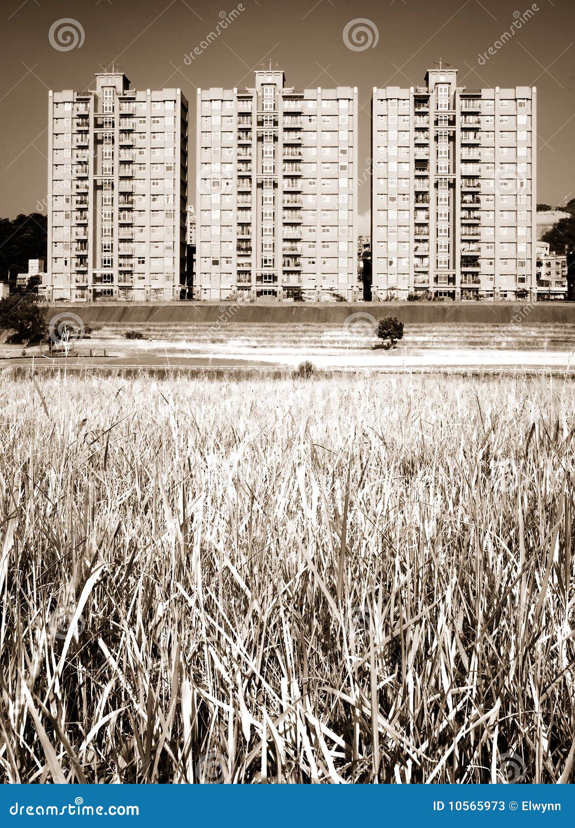 Cityscape of Apartments with Grassland Stock Image Image of estate