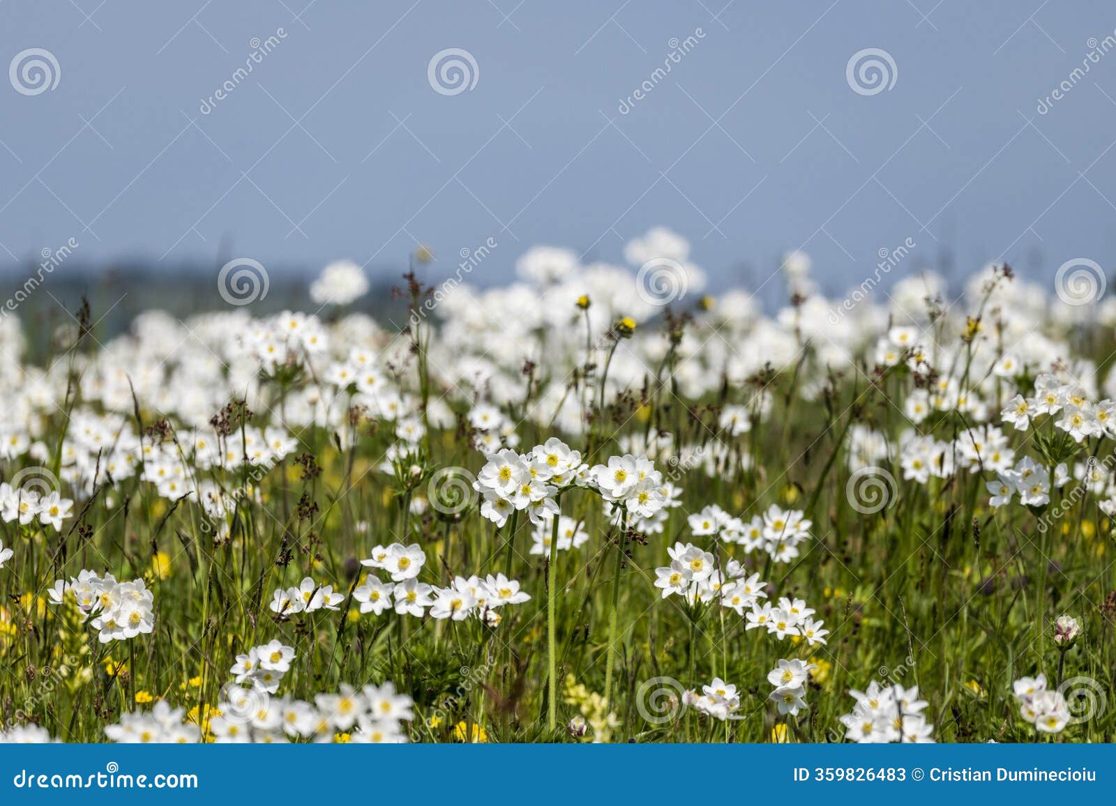 alpine pasture full of wind flowers in ciuc mountains,romania