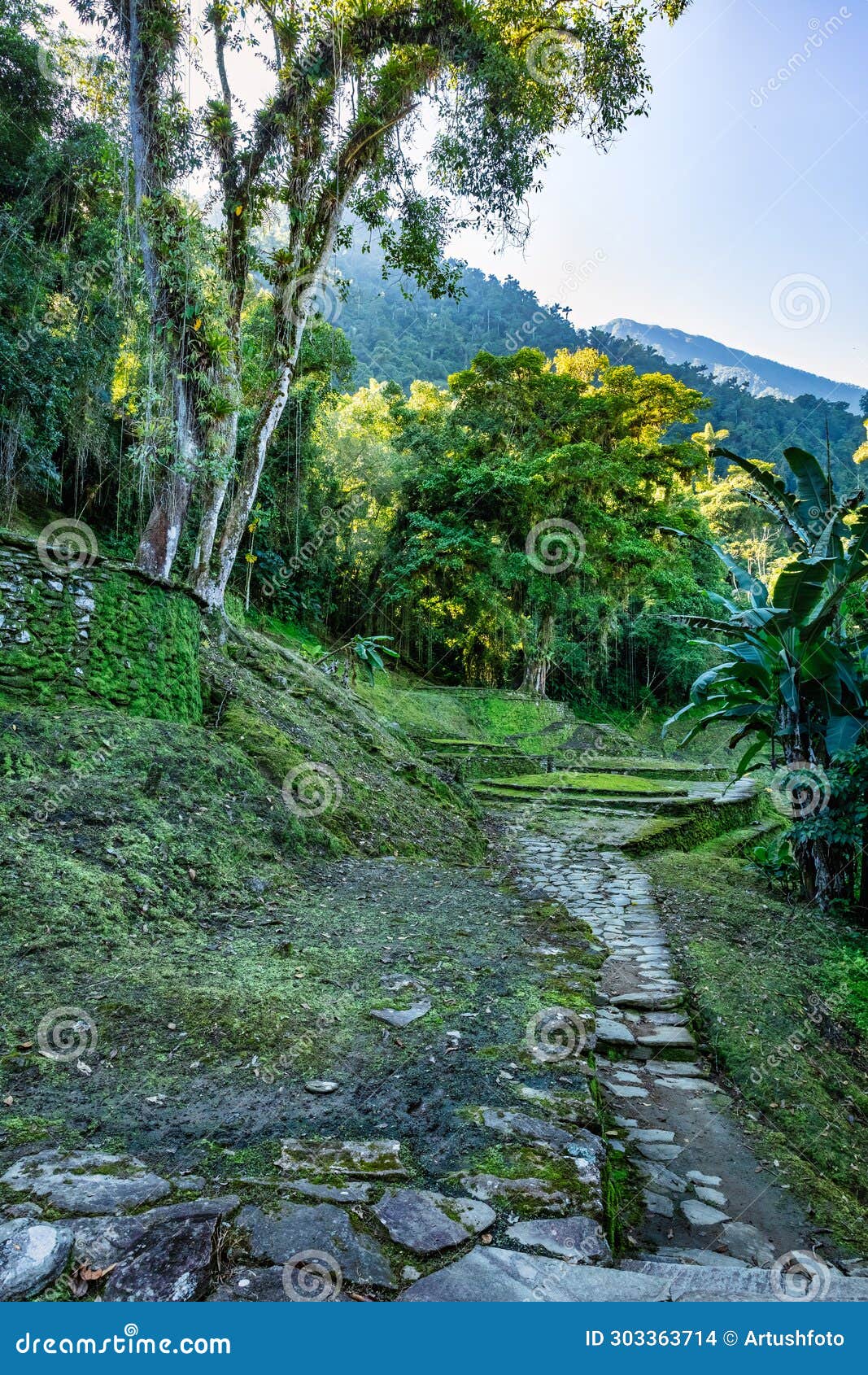 ciudad perdida, ancient ruins in sierra nevada mountains. santa marta, colombia wilderness