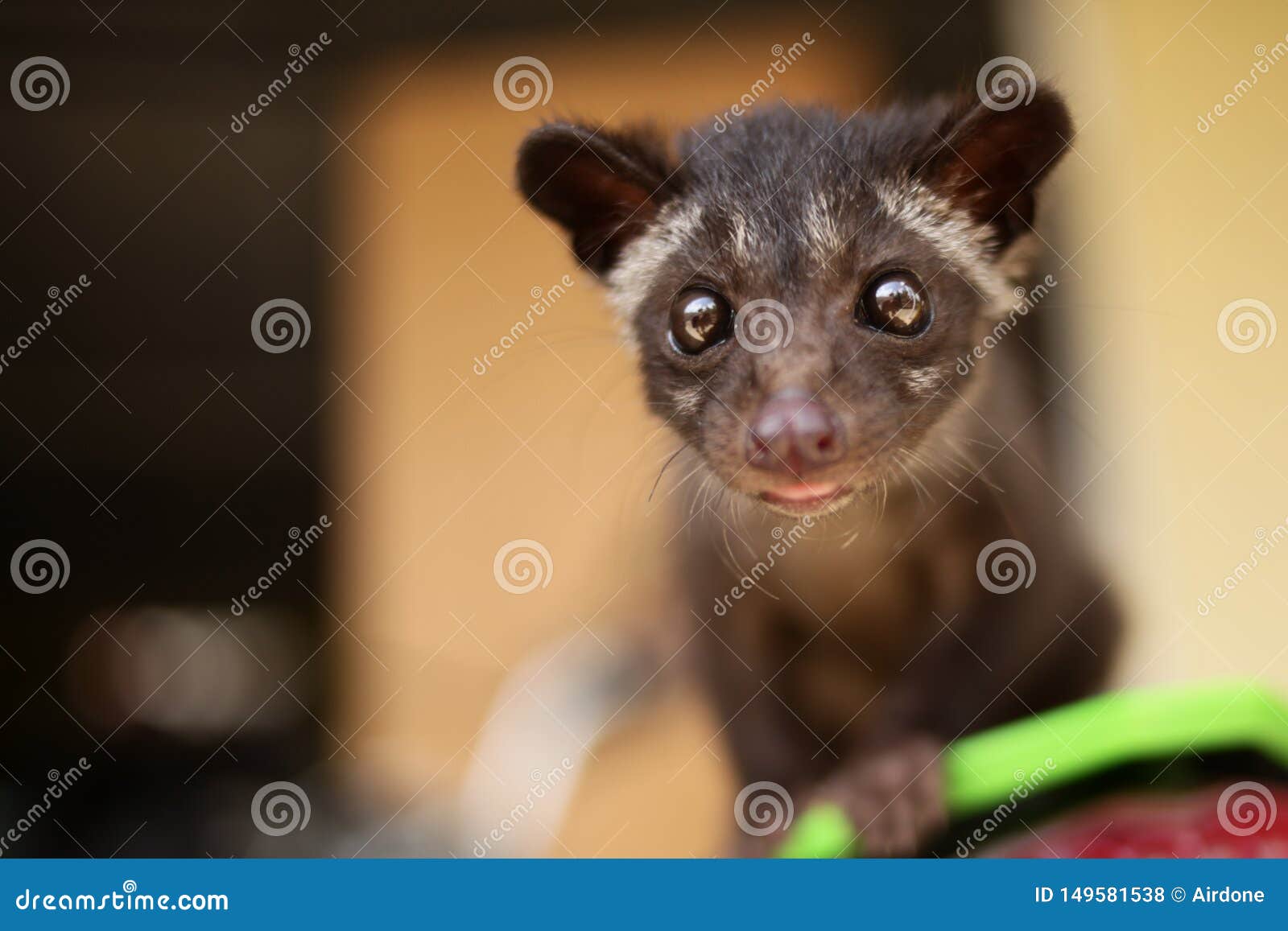 Civet Cat Close Up Stock Photo Image Of Animal Brown 149581538