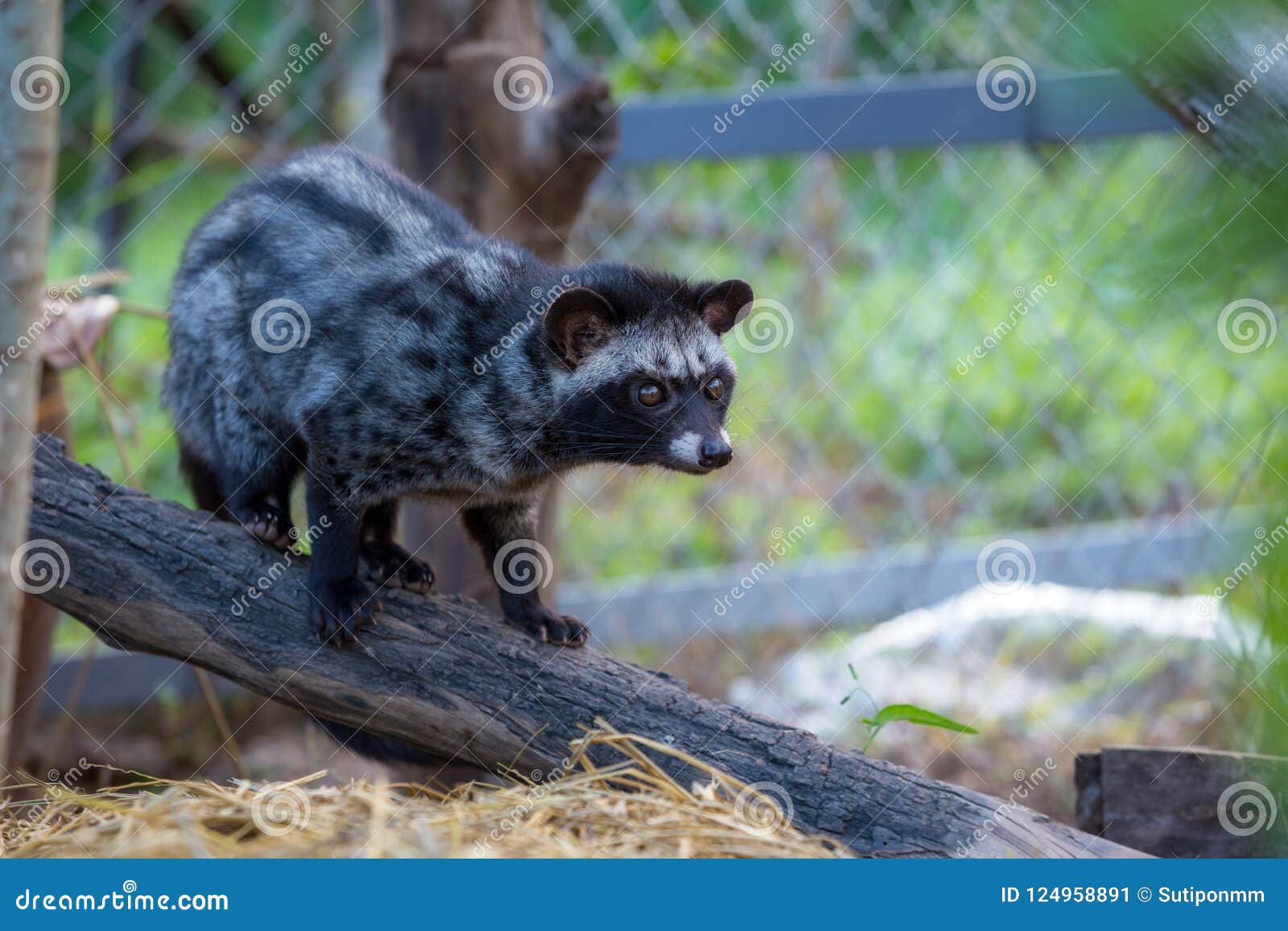 a civet cat in coffee garden