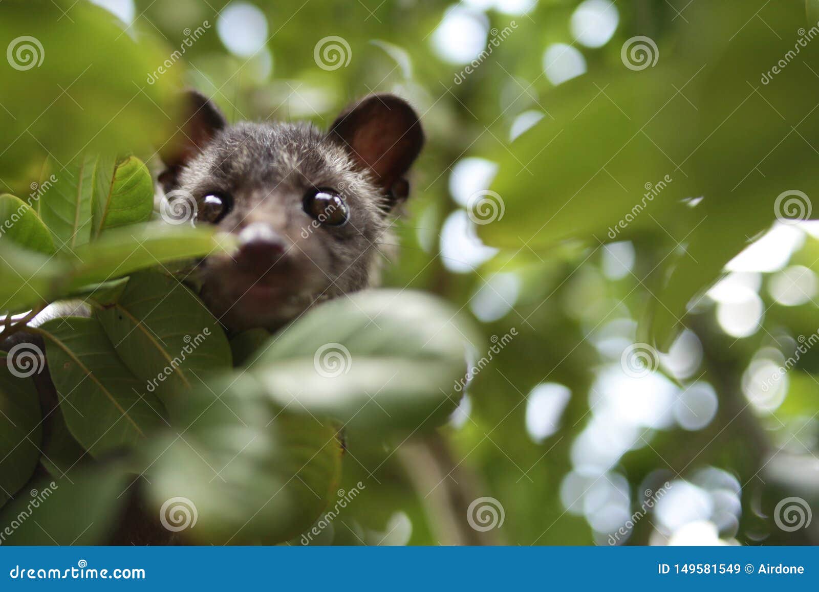 civet cat on tree