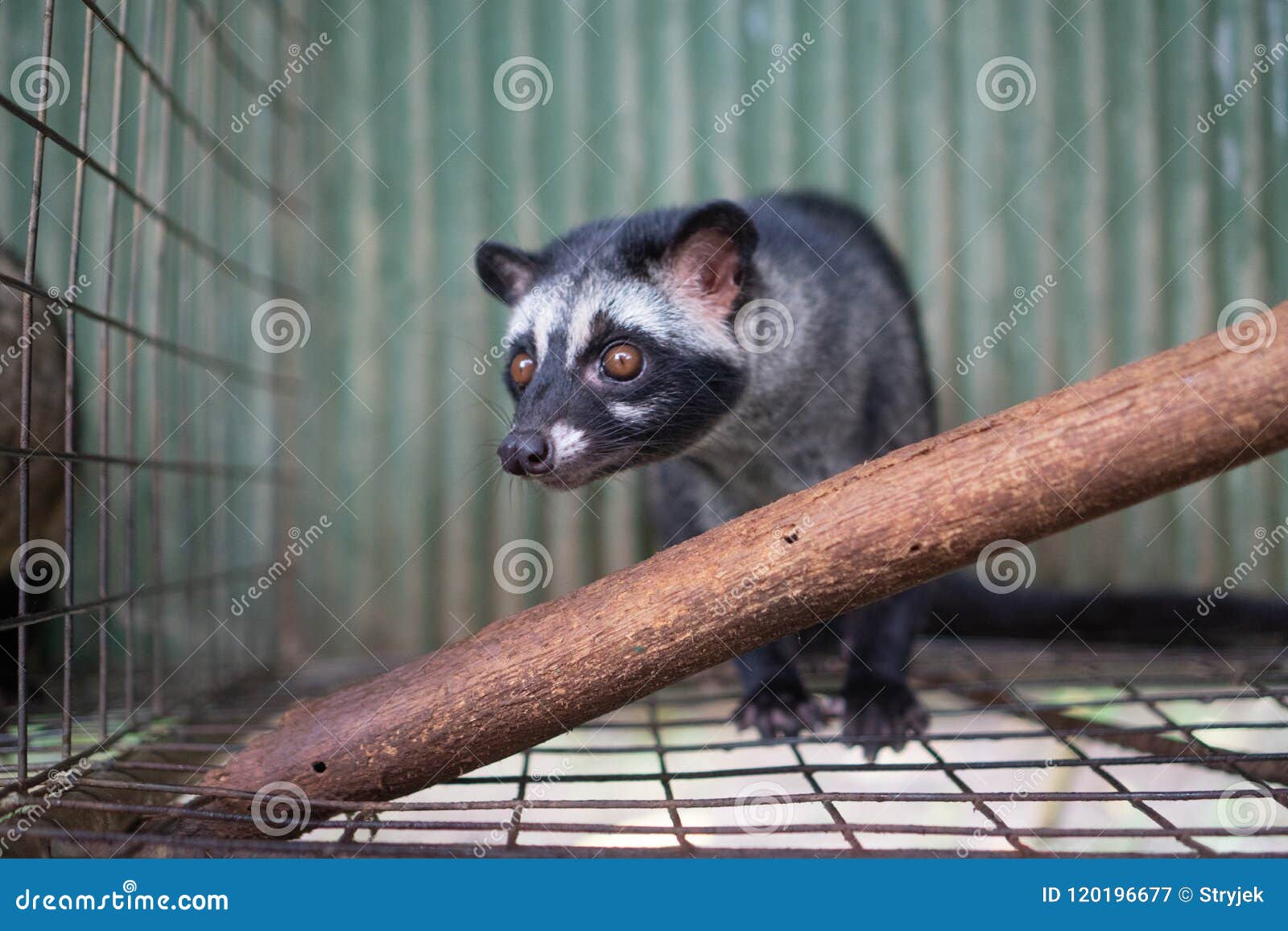  Civette  De Paume Asiatique Maintenue Dans La Cage Image 