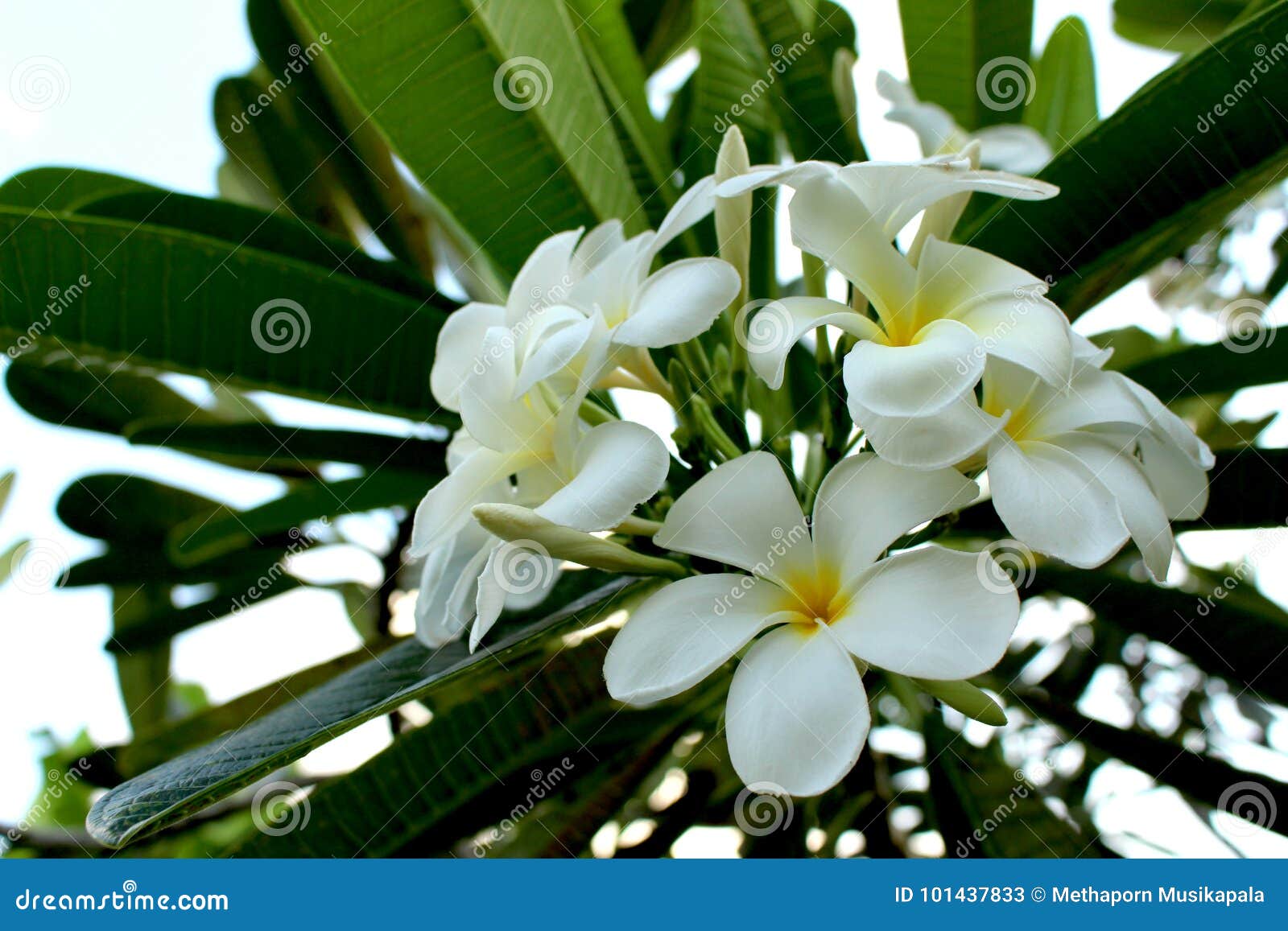 Ciérrese encima del Plumeria asombroso hermoso spp Flores del Frangipani en fondo verde de la hoja. Ciérrese encima del Plumeria asombroso hermoso spp el frangipani florece en el fondo verde de la hoja, flor blanca del Frangipani