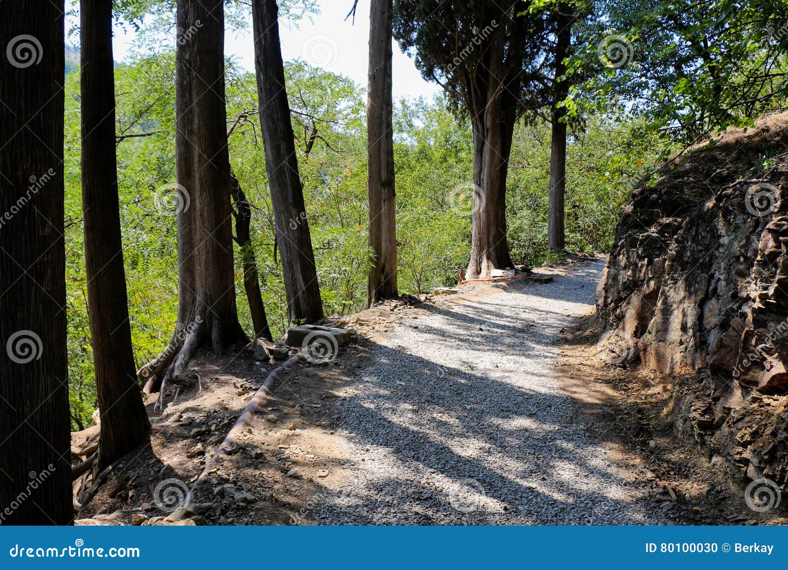 Ciérrese para arriba de un tronco de árbol. Cierre para arriba de un tronco de árbol en el jardín