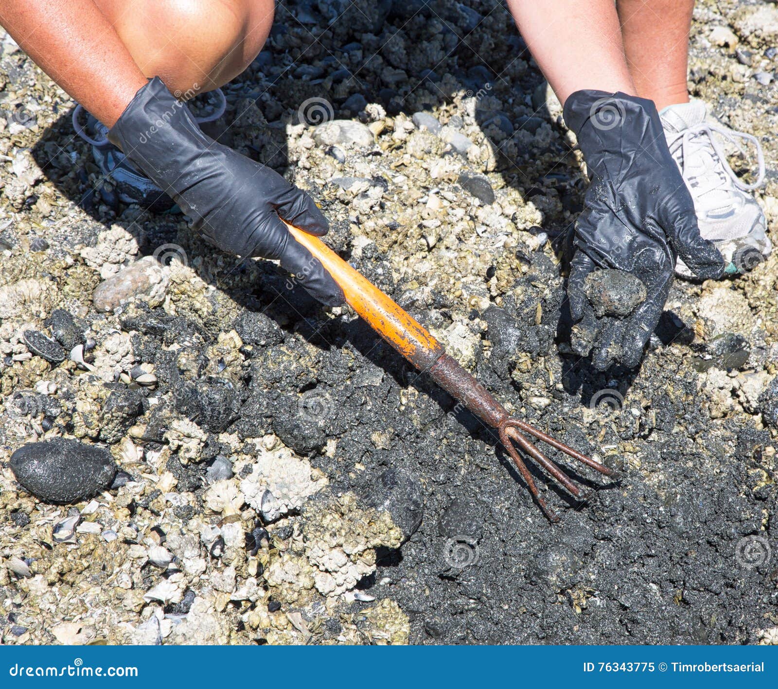 Digging stock image. Image of fish, manual, crab, steamer 76343775