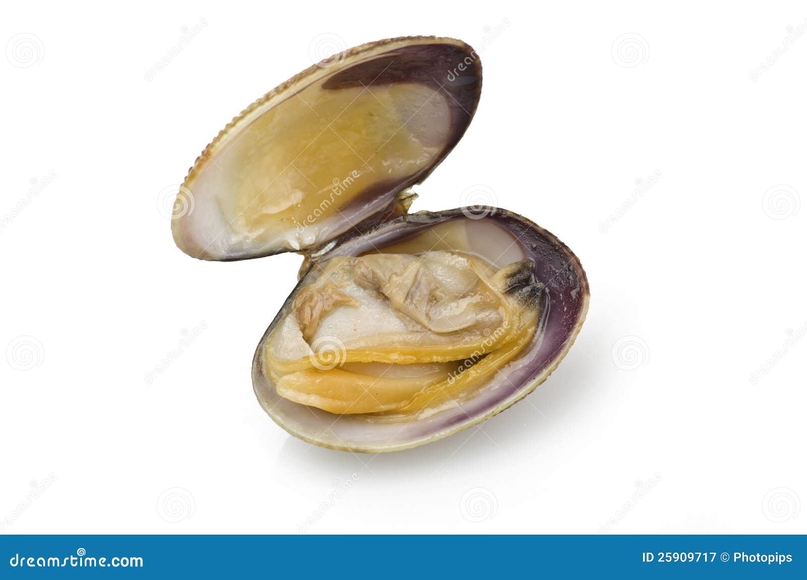 clam-open-25909717.jpg