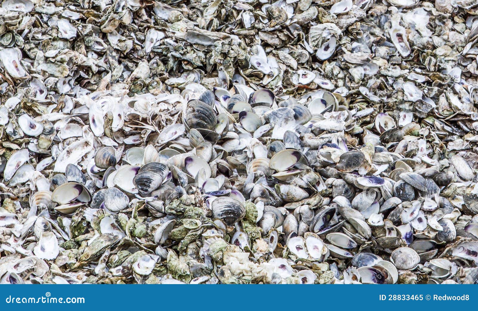 And Oyster Shells stock image. Image of seafood, oyster 28833465