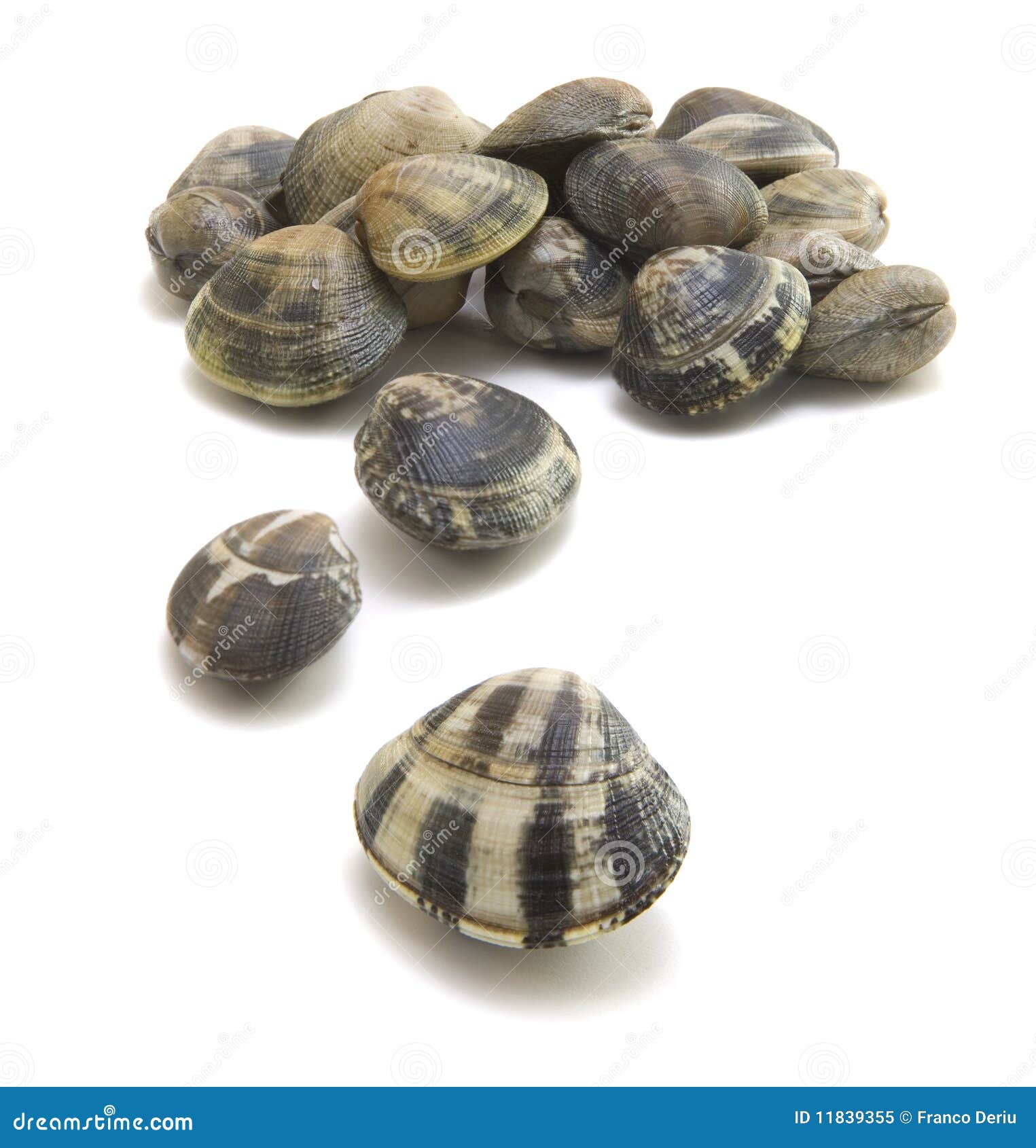 Clamvongole stock image. Image of saltwater, isolated 11839355
