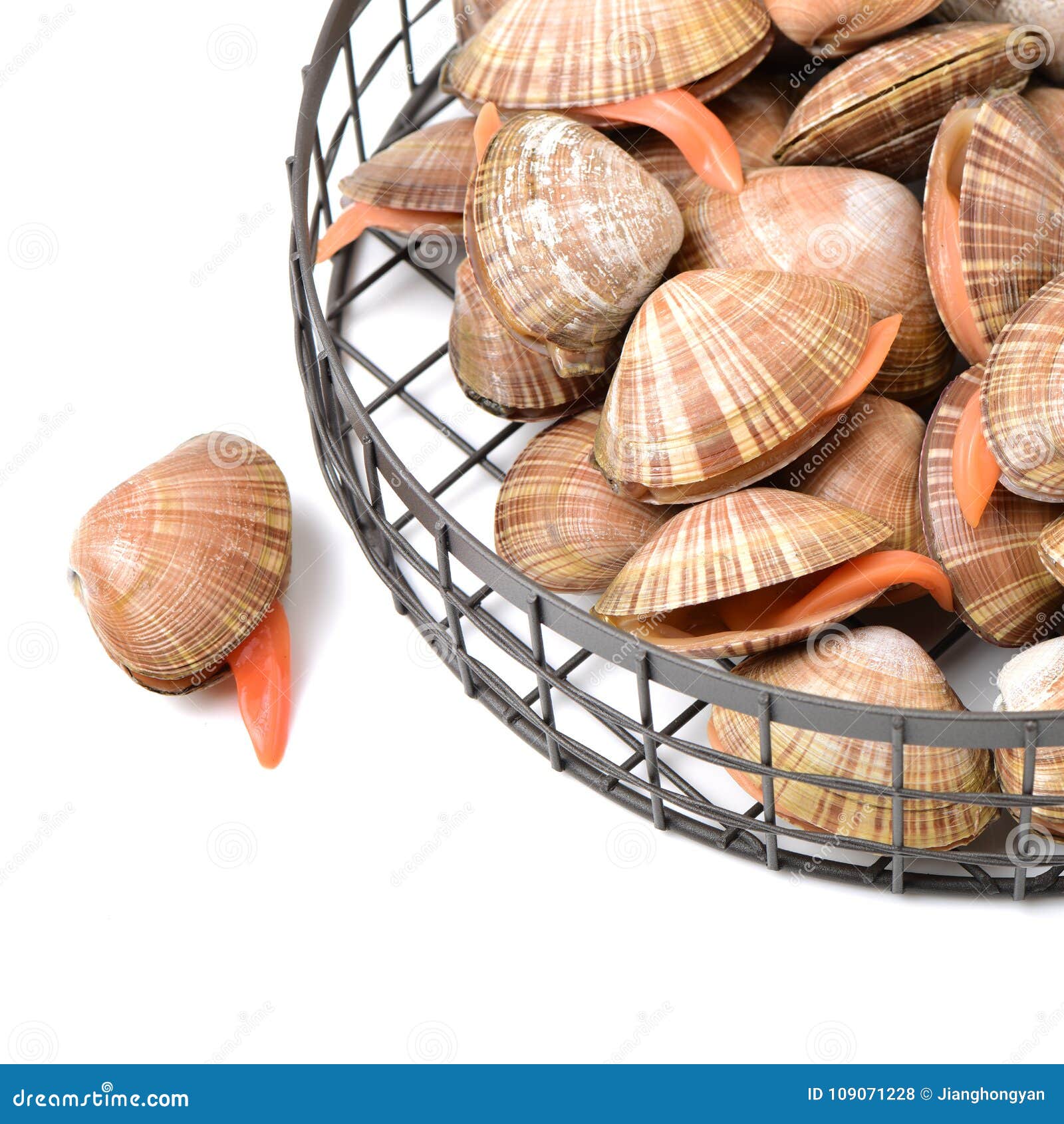 Clamvongole stock photo. Image of detail, white, starter 109071228