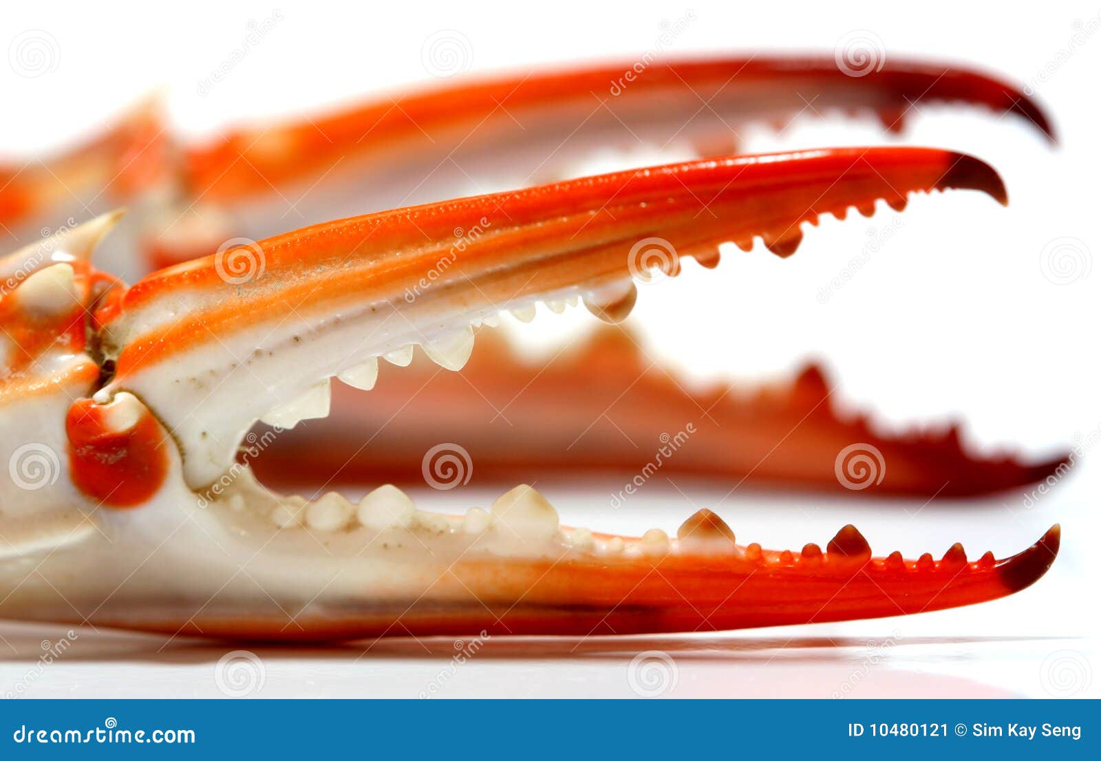 Clamp stock image. Image of seafood, delicious, steam 10480121