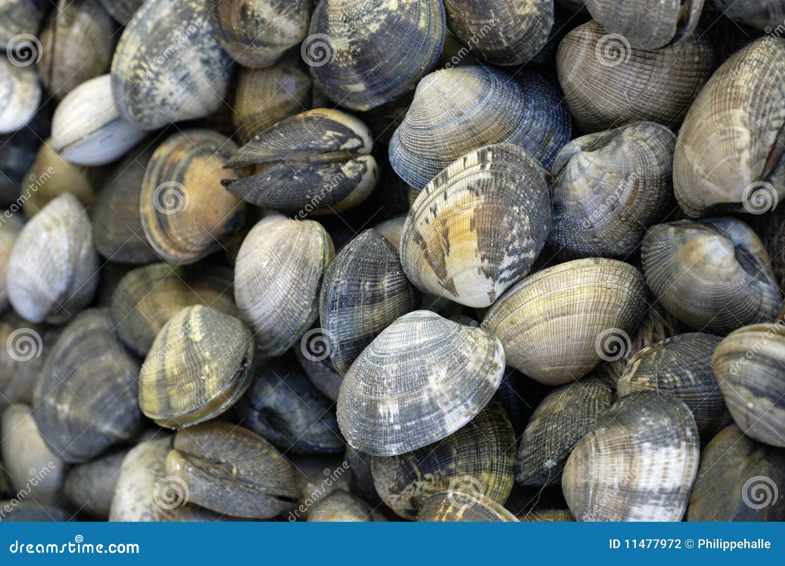 Clams stock photo. Image of seafood, health, vitamin 11477972