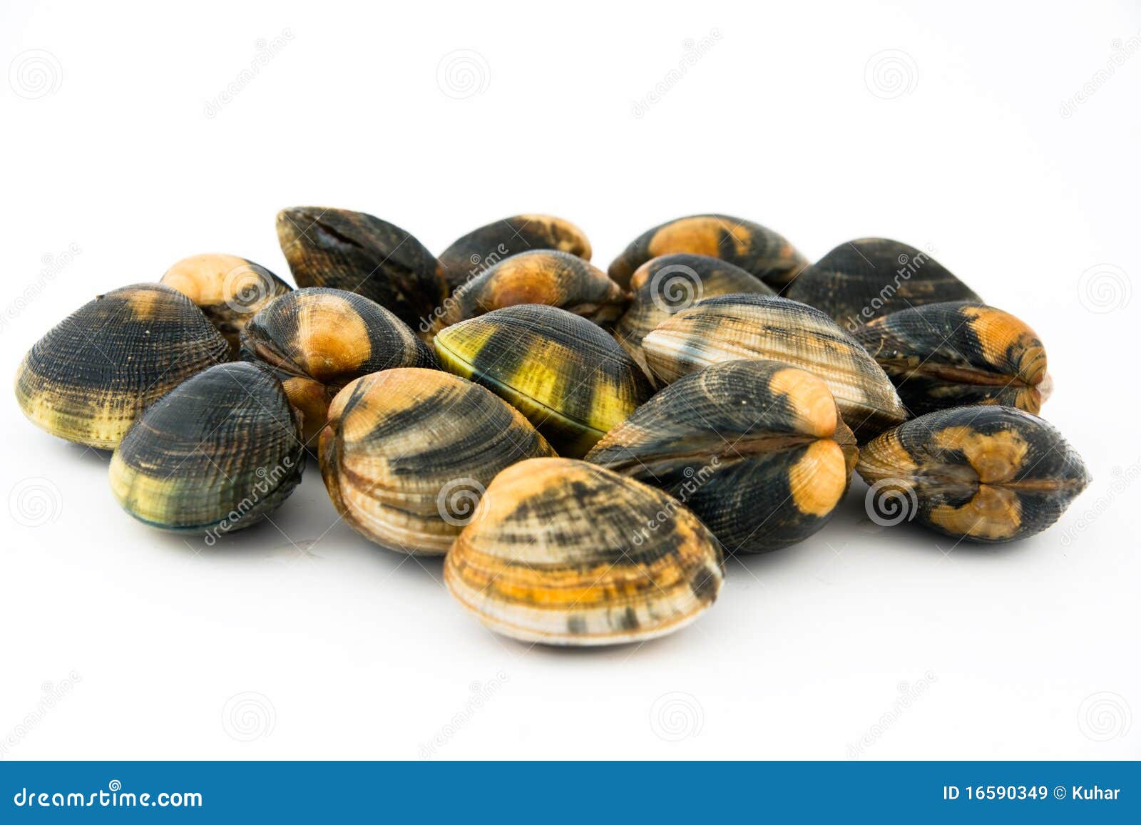 Clams stock image. Image of isolated, vitality, seafood 16590349