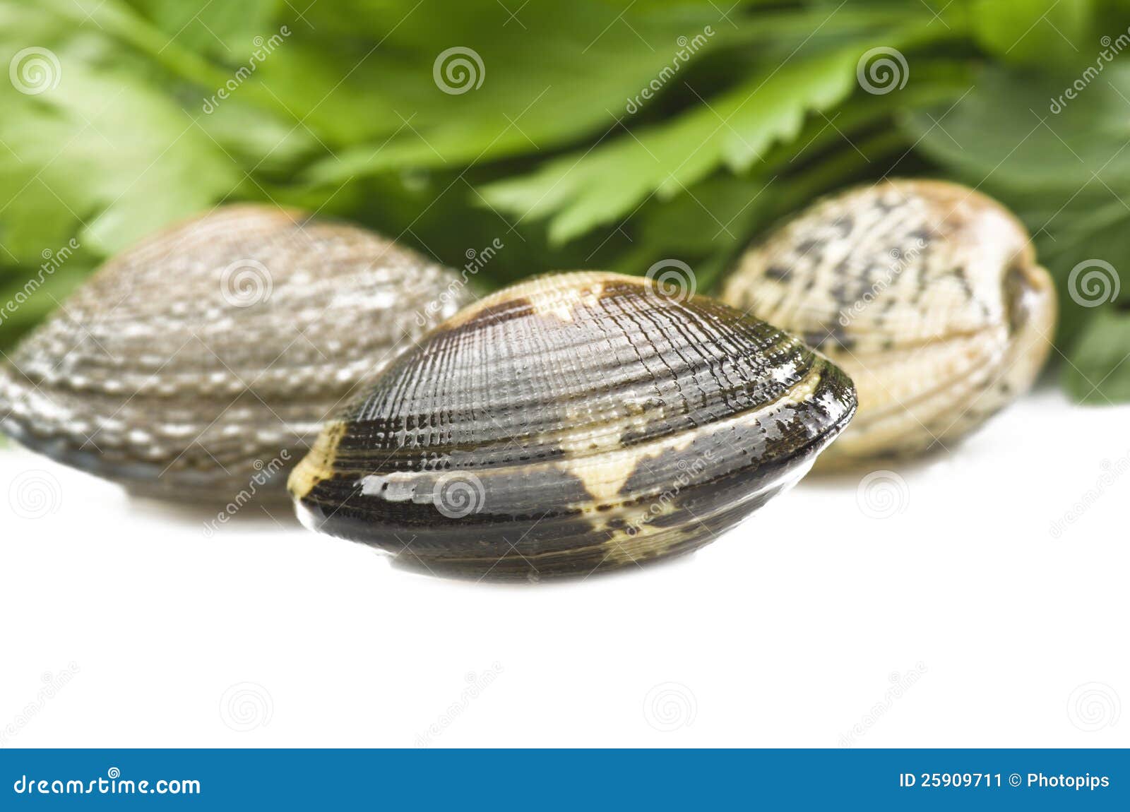 Clams stock image. Image of steamers, steamed, nutrition 25909711