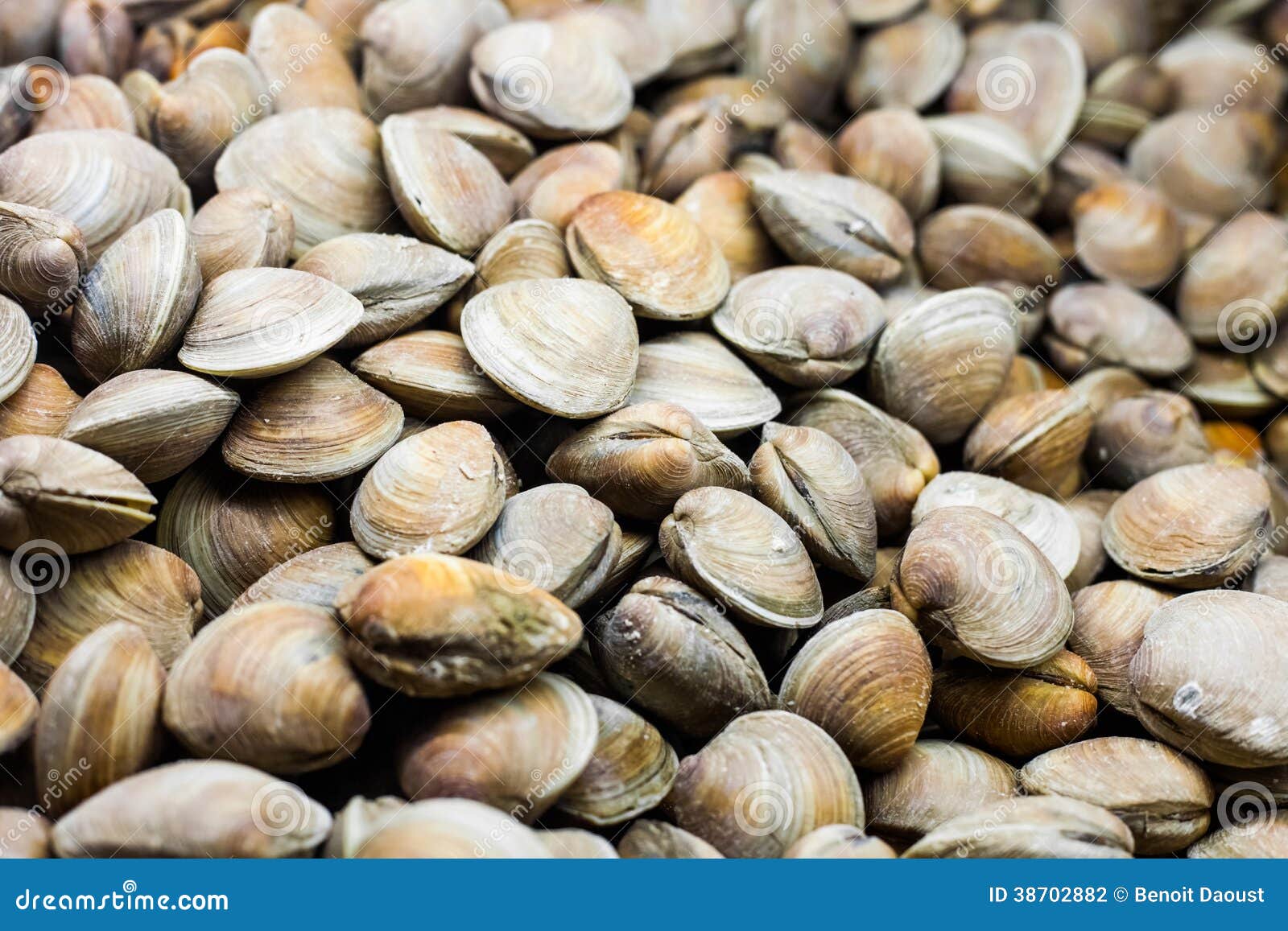 Clams in the Fish Counter of a Restaurant Stock Photo Image of