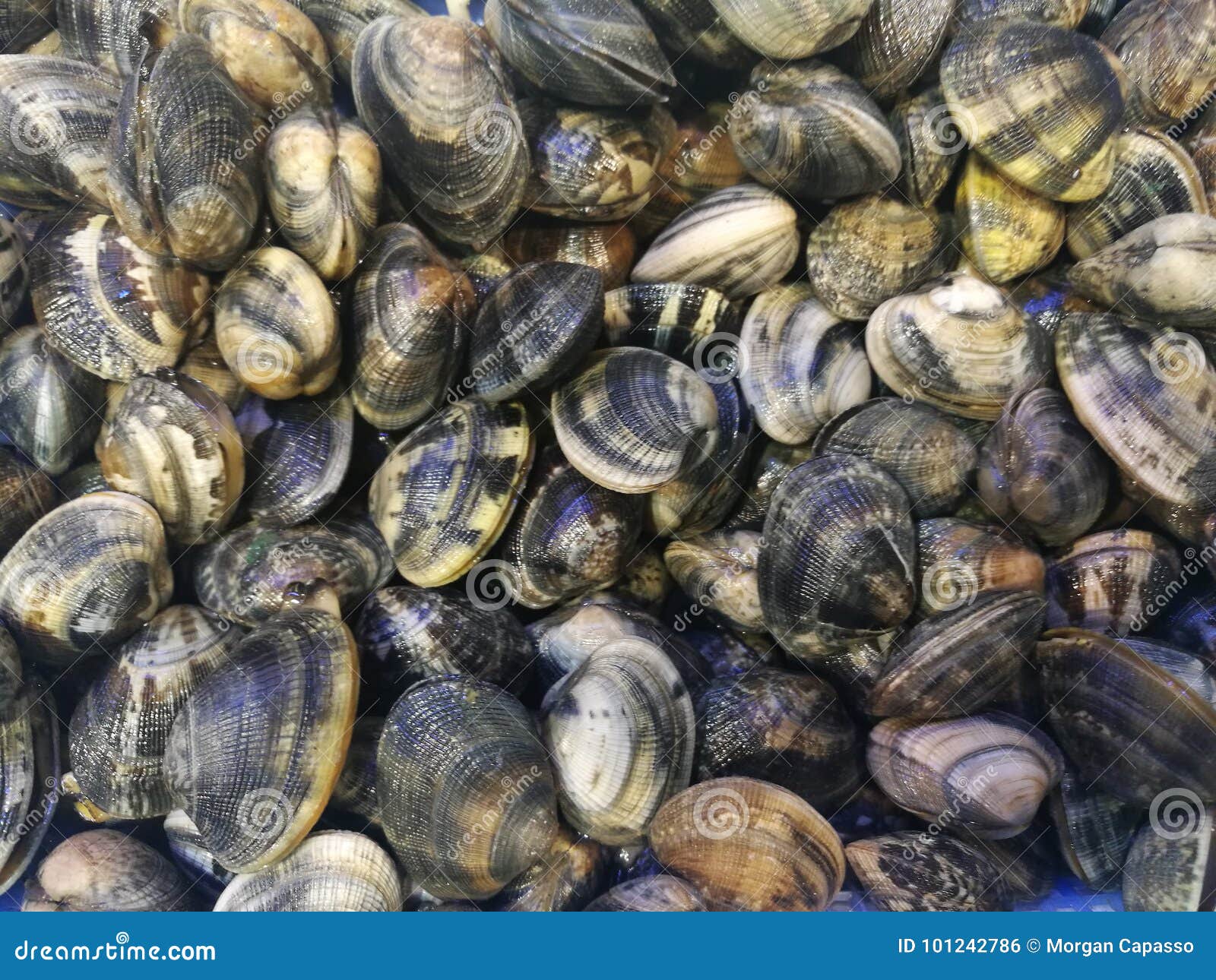 Clams in fish market stock photo. Image of shellfish 101242786