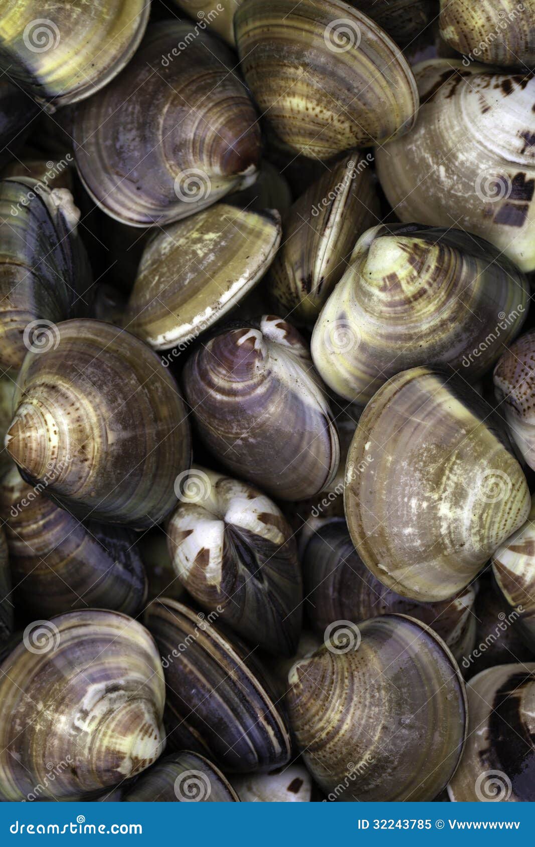 Clams stock image. Image of balance, fresh, food, nature 32243785