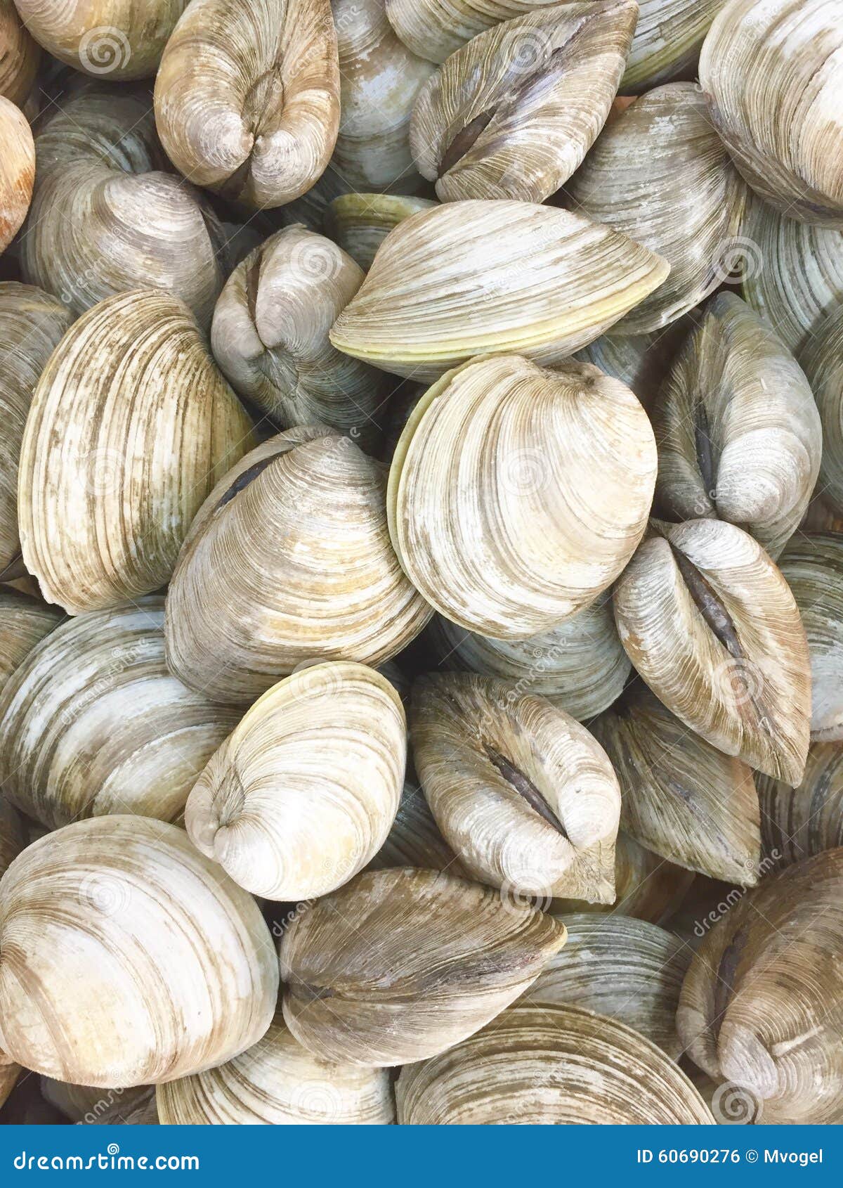 Clams stock photo. Image of clams, nature, delicious 60690276