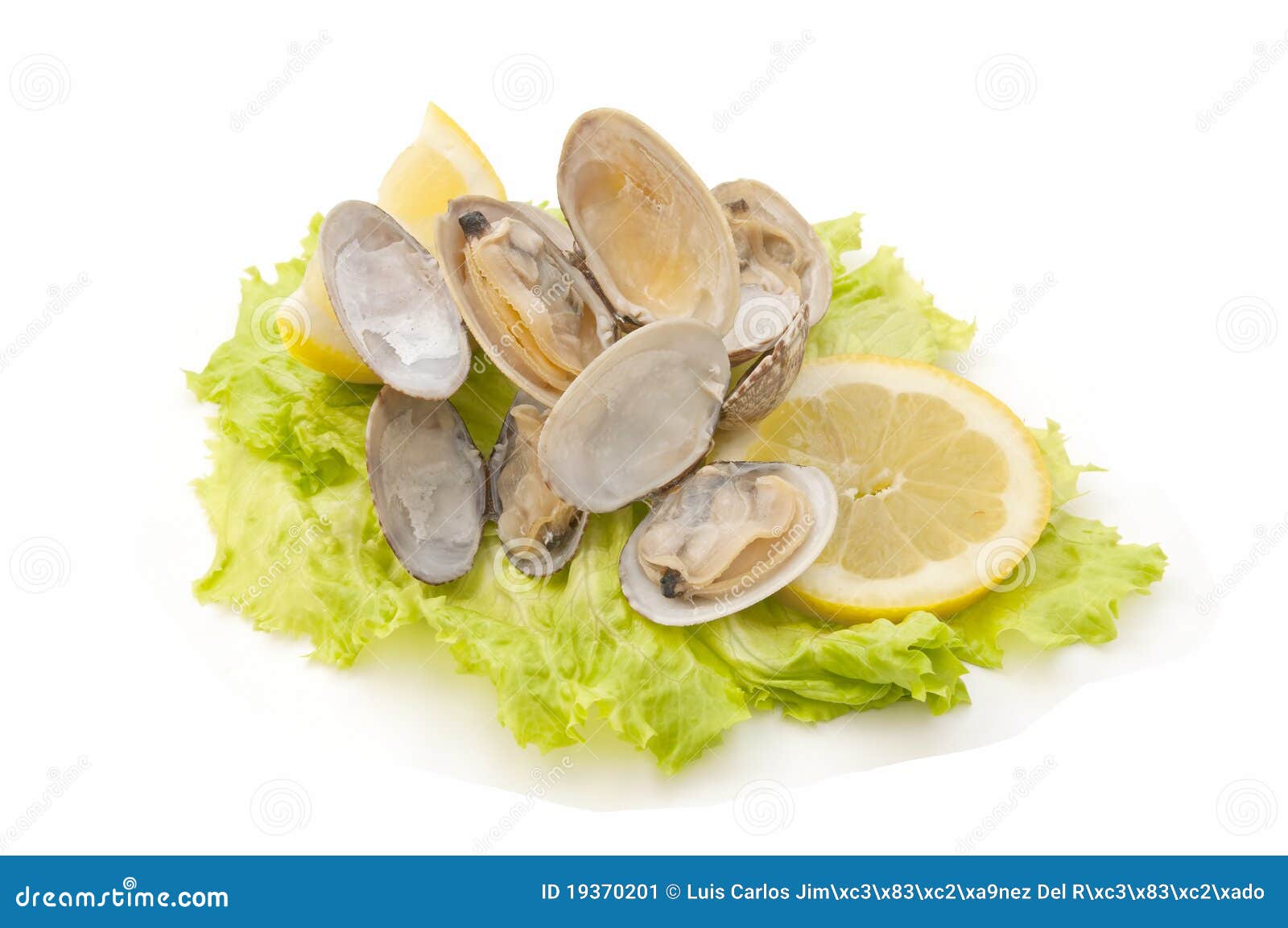 Clams on lettuce leaves stock image. Image of leaf, vegetable 19370201
