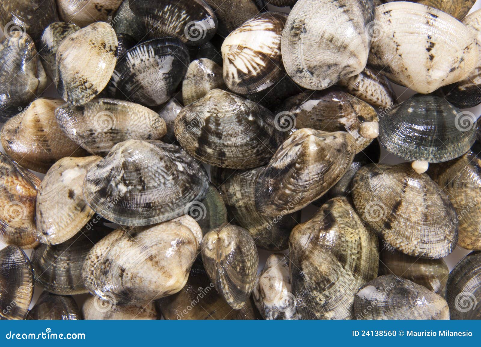 Clams mollusk stock photo. Image of live, eating, luxury 24138560