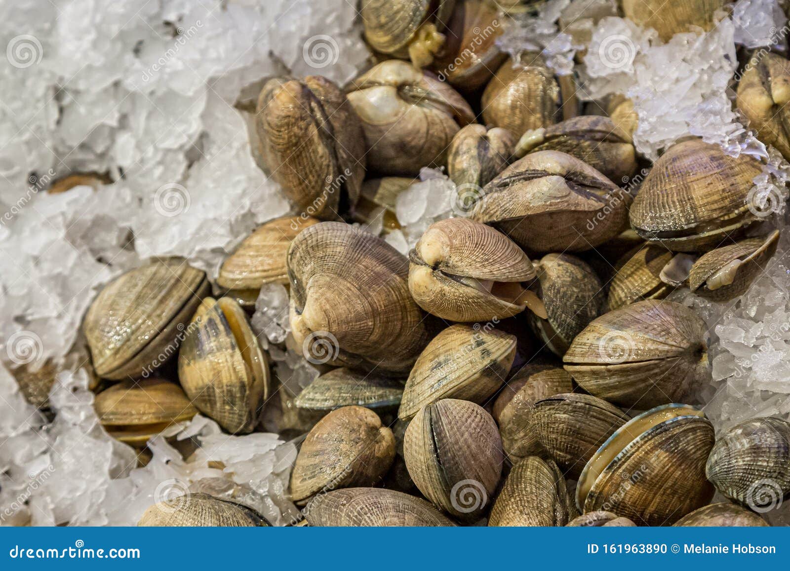 Clams for Sale stock photo. Image of food, people, cuisine 161963890