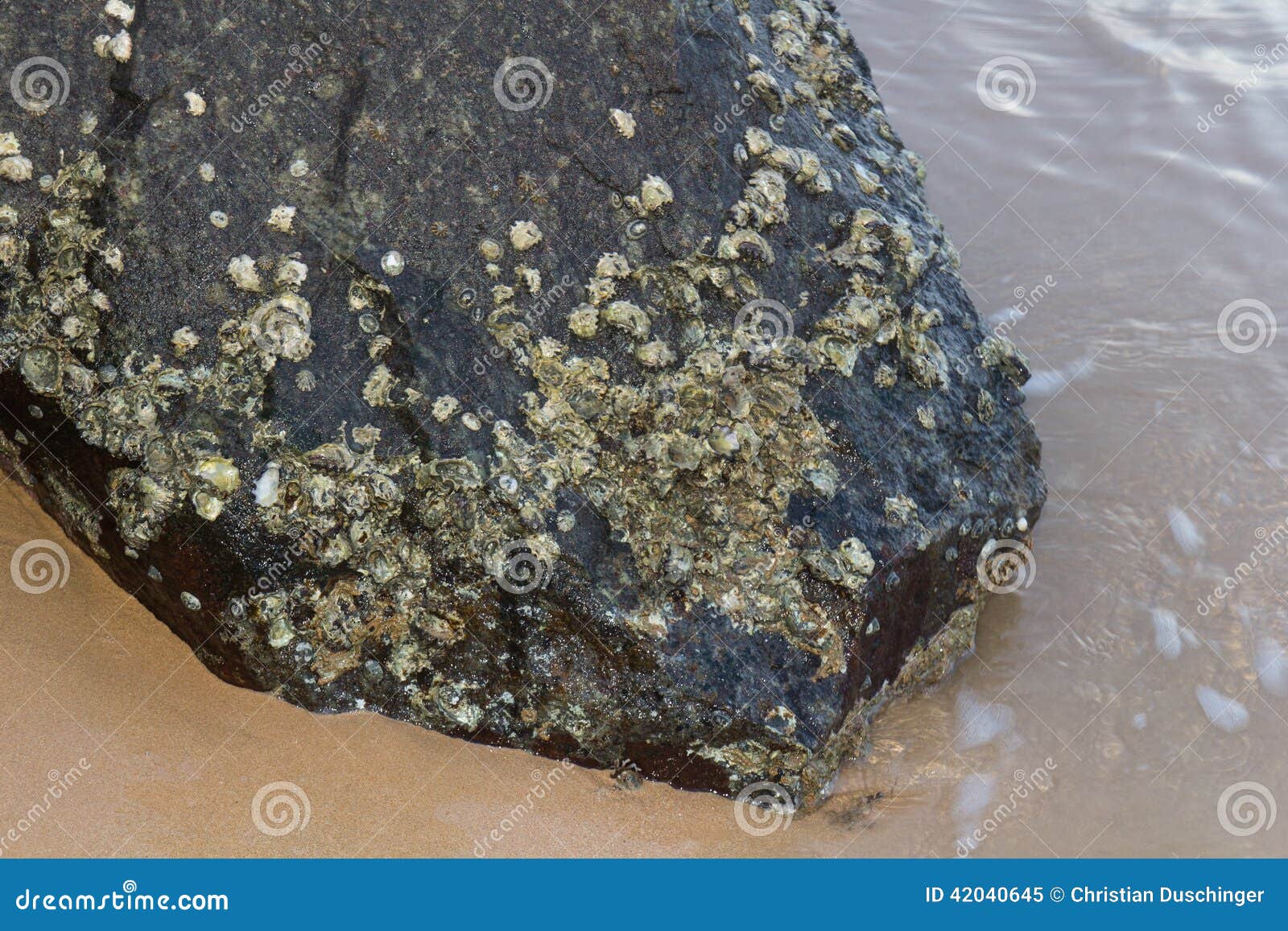 Clams on a rock stock image. Image of animal, ancient 42040645