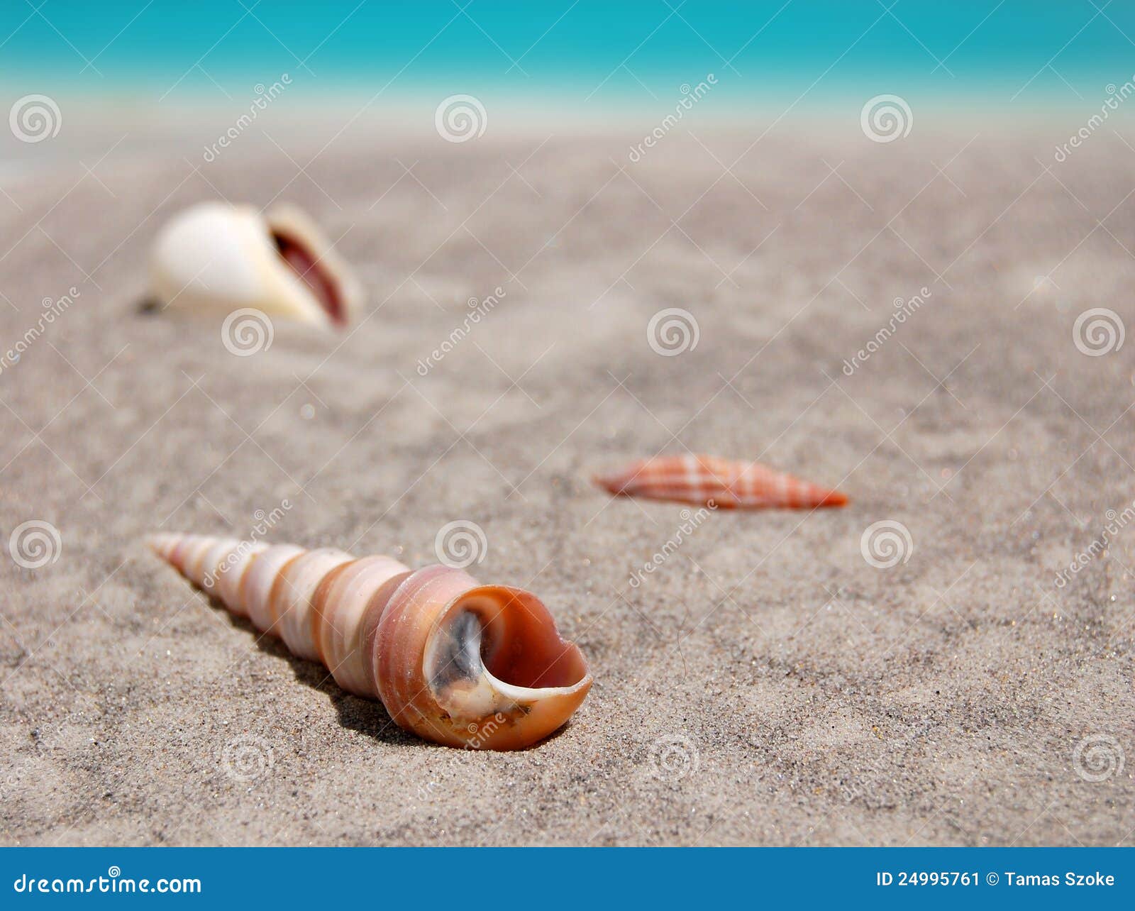 Clams on Sand stock image. Image of coastline, seashore 24995761