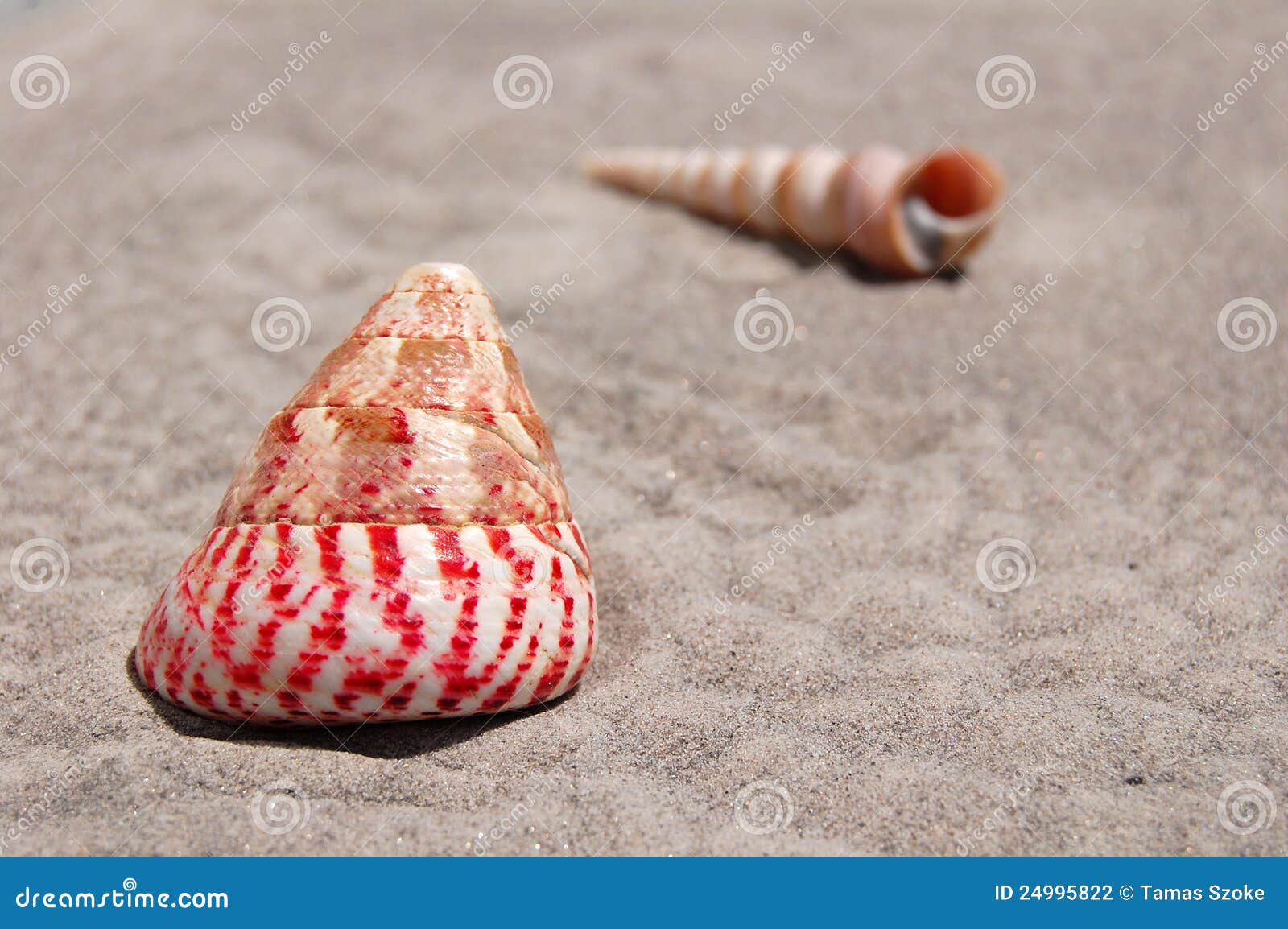Clams on Sand stock photo. Image of natural, seashore 24995822