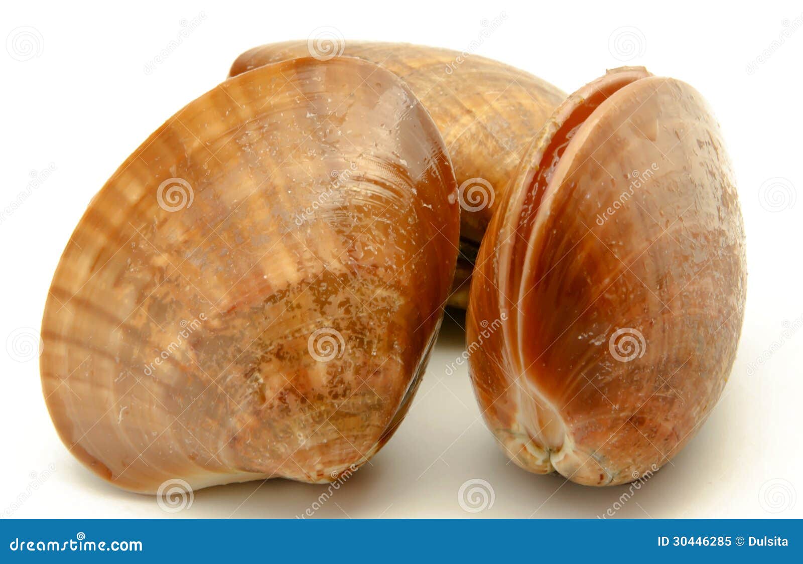 Clams stock image. Image of background, food, protein 30446285