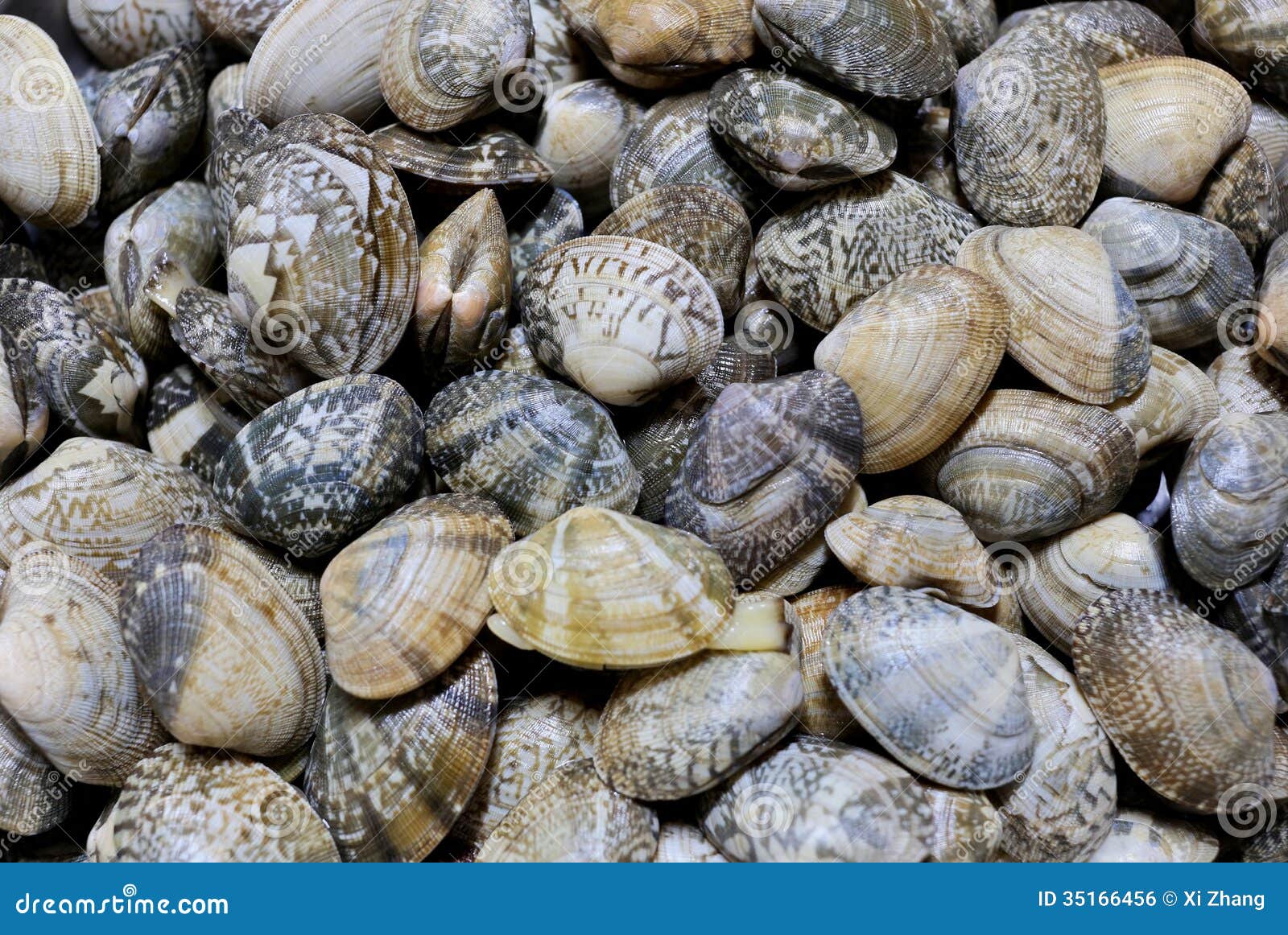 Clams stock photo. Image of shell, life, seafood, live 35166456