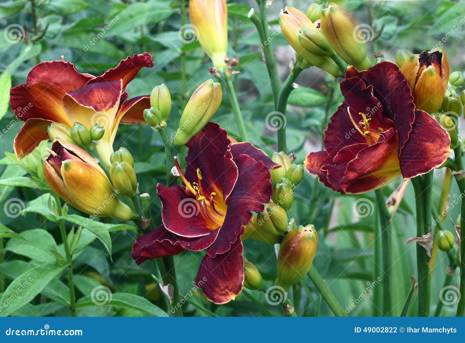 Claret hemerocallis. stock photo. Image of blossoming - 49002822