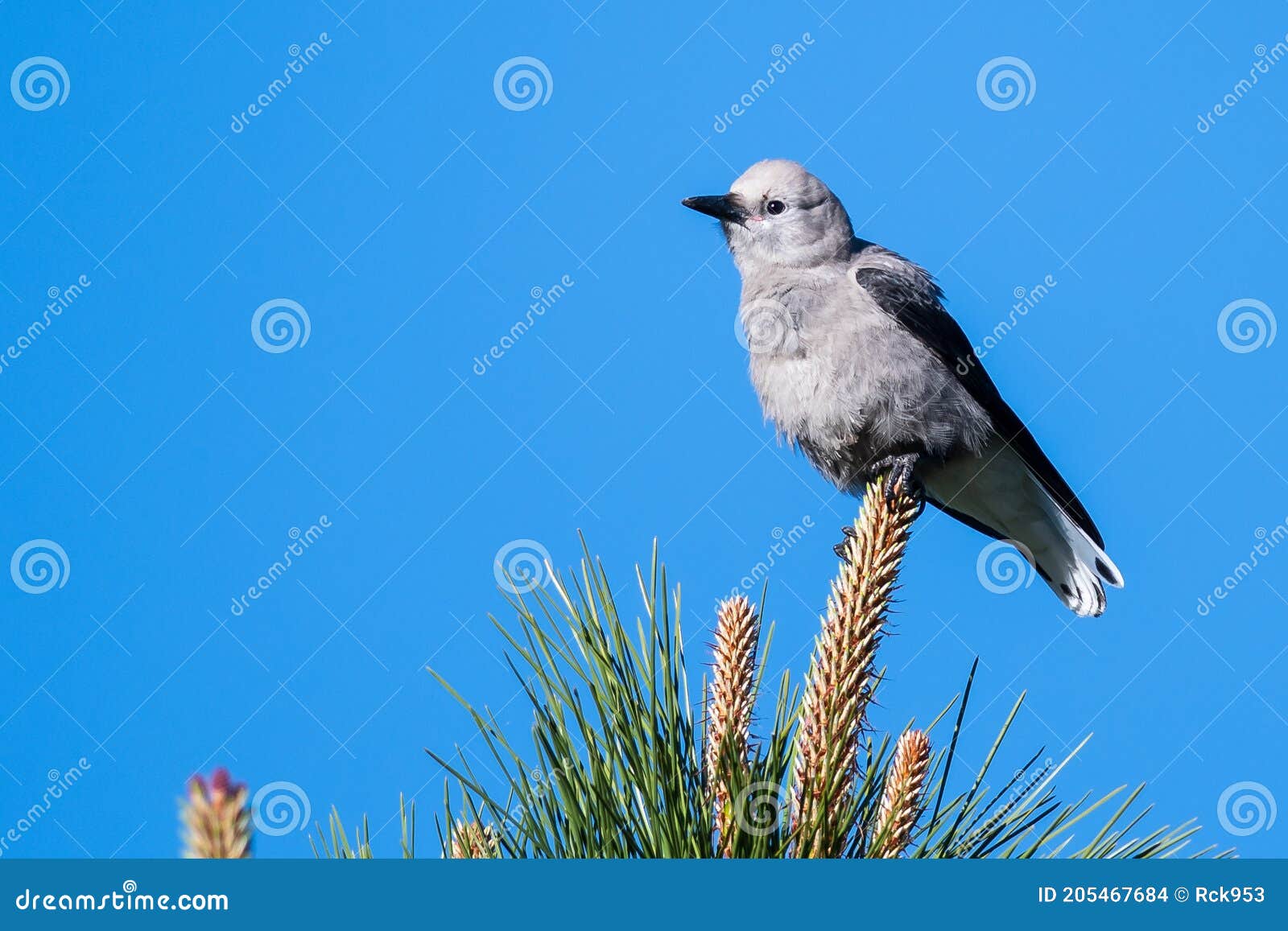 clark`s nutcracker perched high in the tree tops