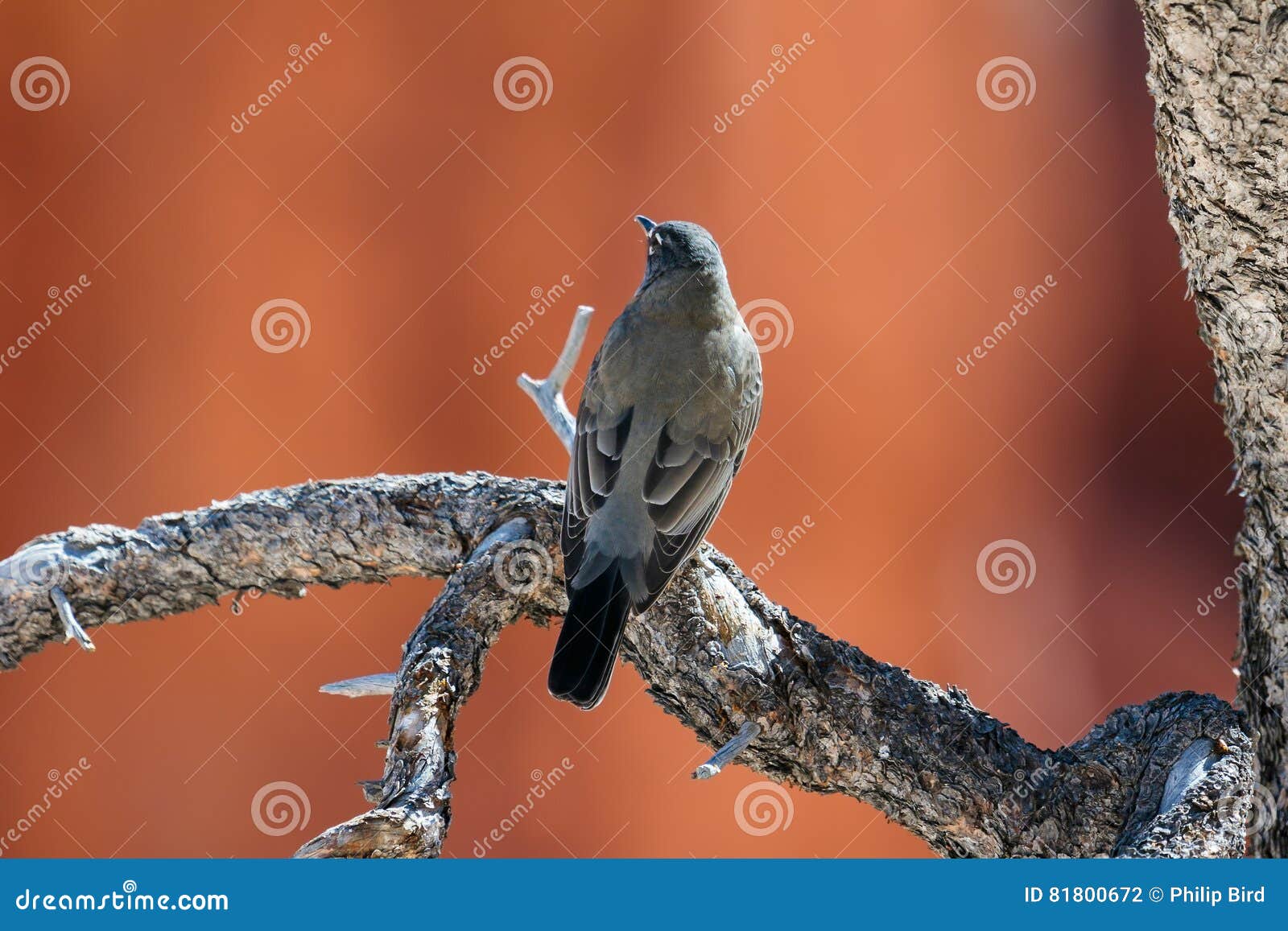 clark`s nutcracker resting on dead tree