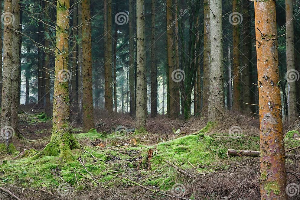 Claro del bosque imagen de archivo. Imagen de contento 21108415