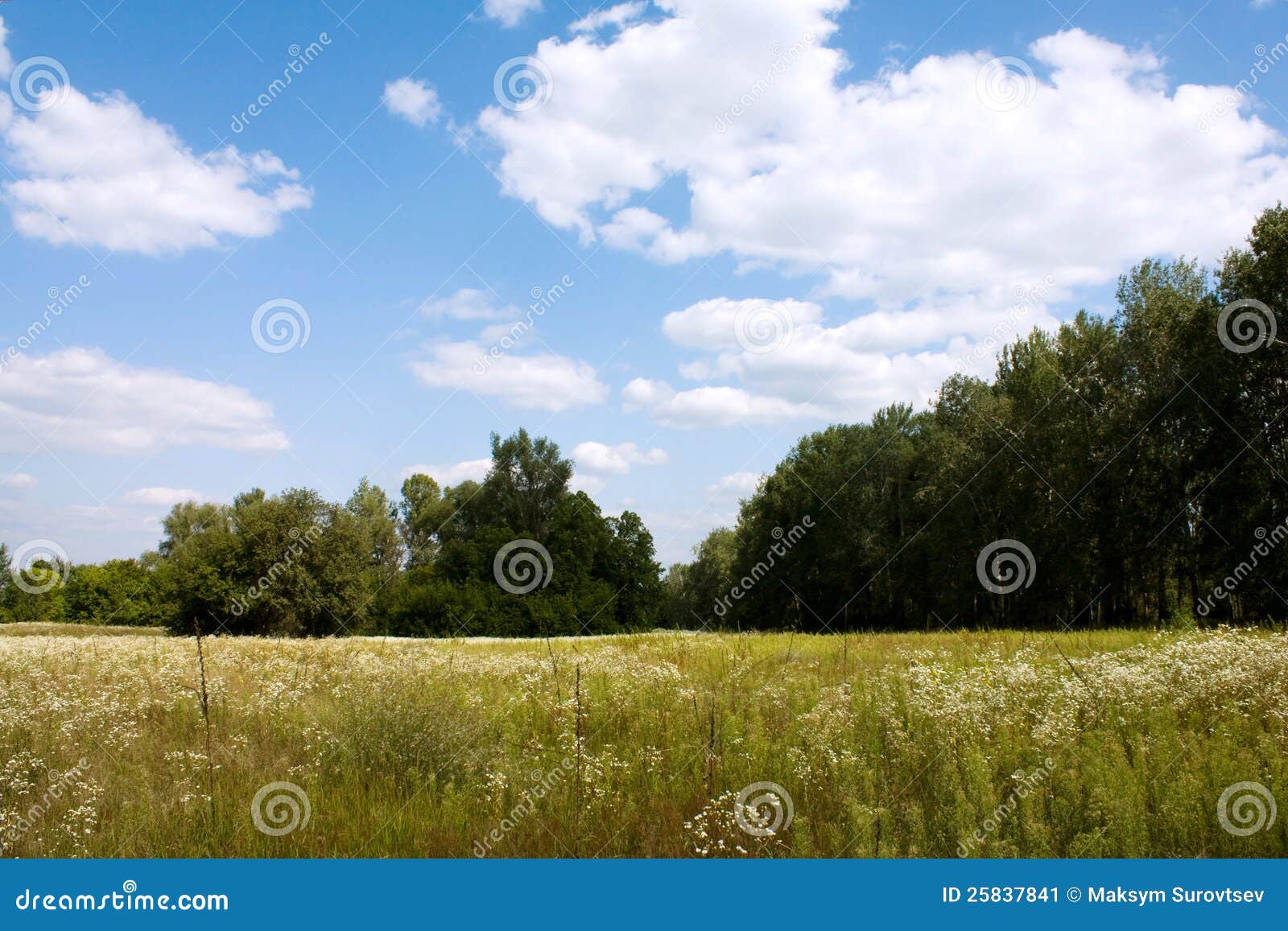 Claro del bosque imagen de archivo. Imagen de bosque 25837841