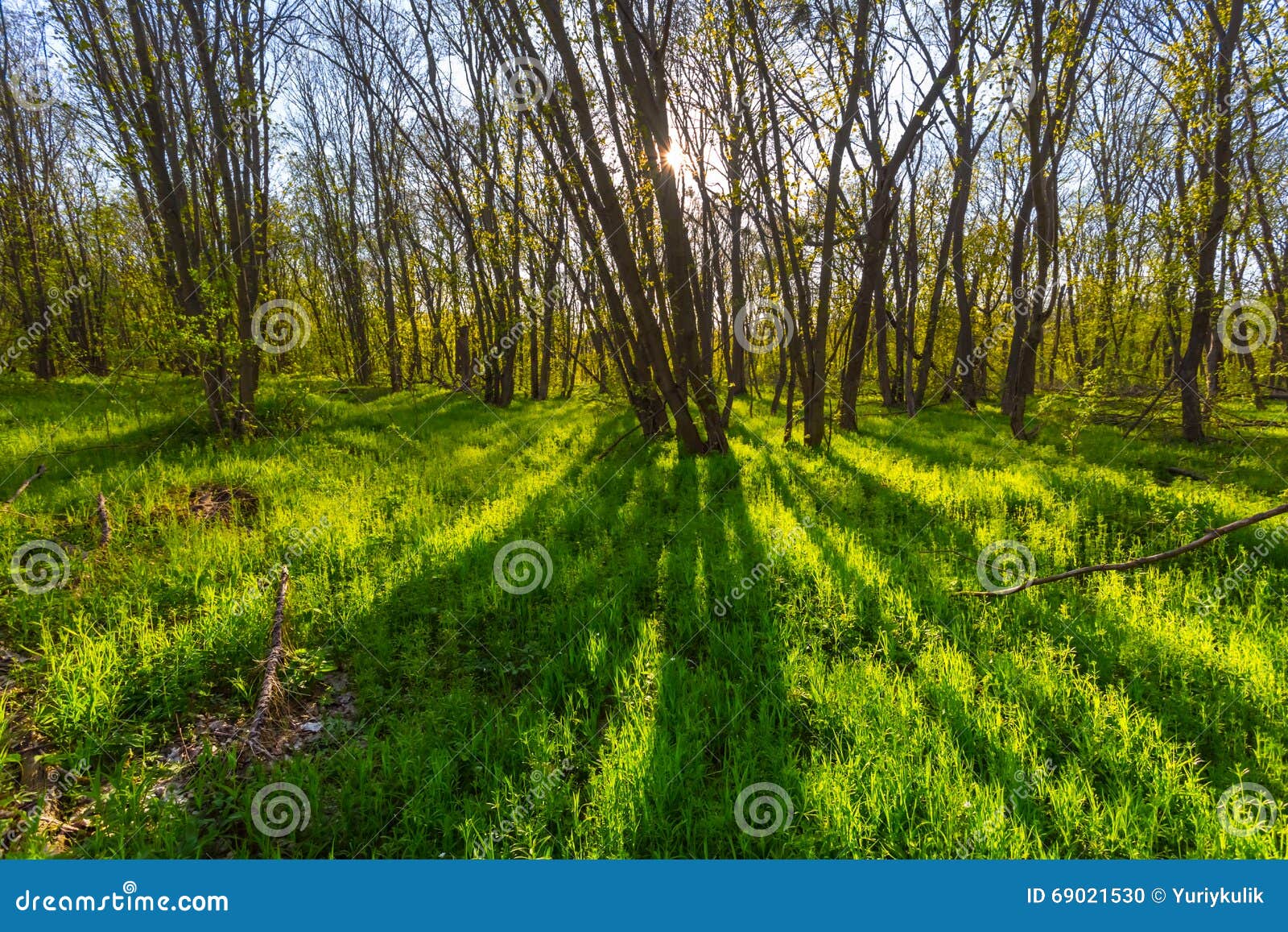 Claro Del Bosque En Rayos Del Sol Foto de archivo Imagen de belleza