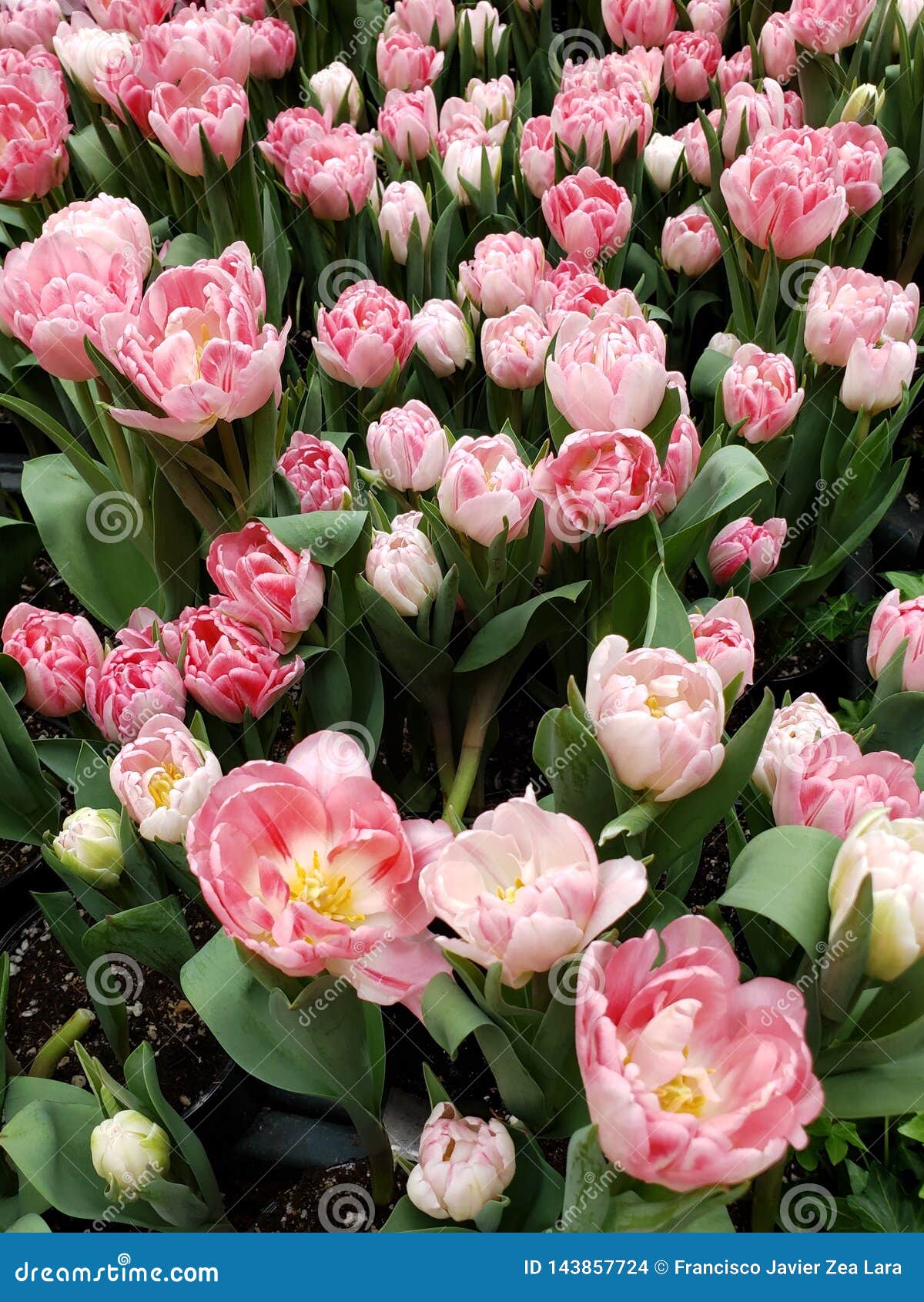Claro - Flor Cor-de-rosa Da Tulipa Em Um Jardim Botânico Foto de Stock -  Imagem de botânica, pétala: 143857724