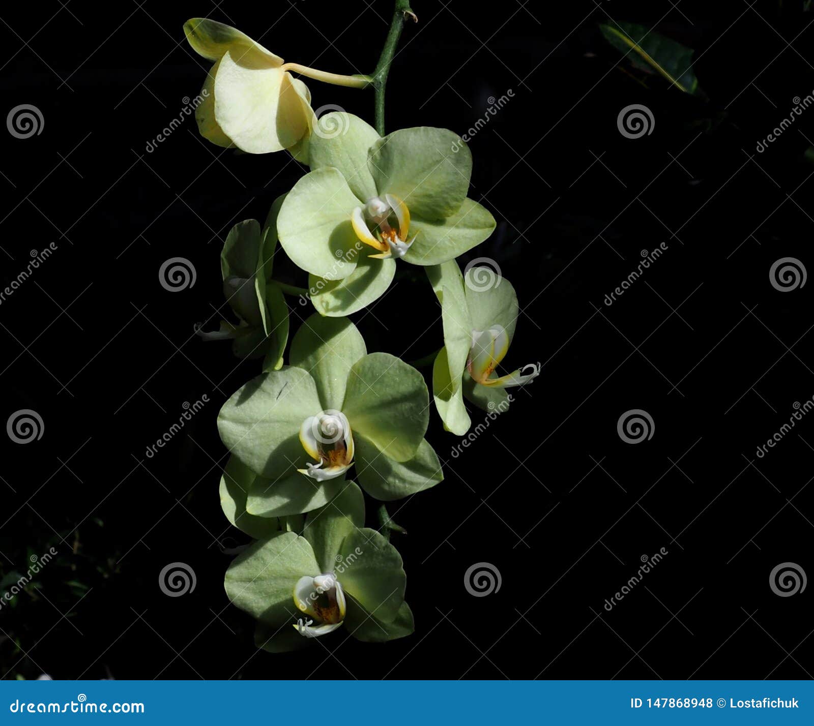 Claro - Phalaenopsis Verde Com Centro Amarelo Na Flor Foto de Stock -  Imagem de indicador, flor: 147868948