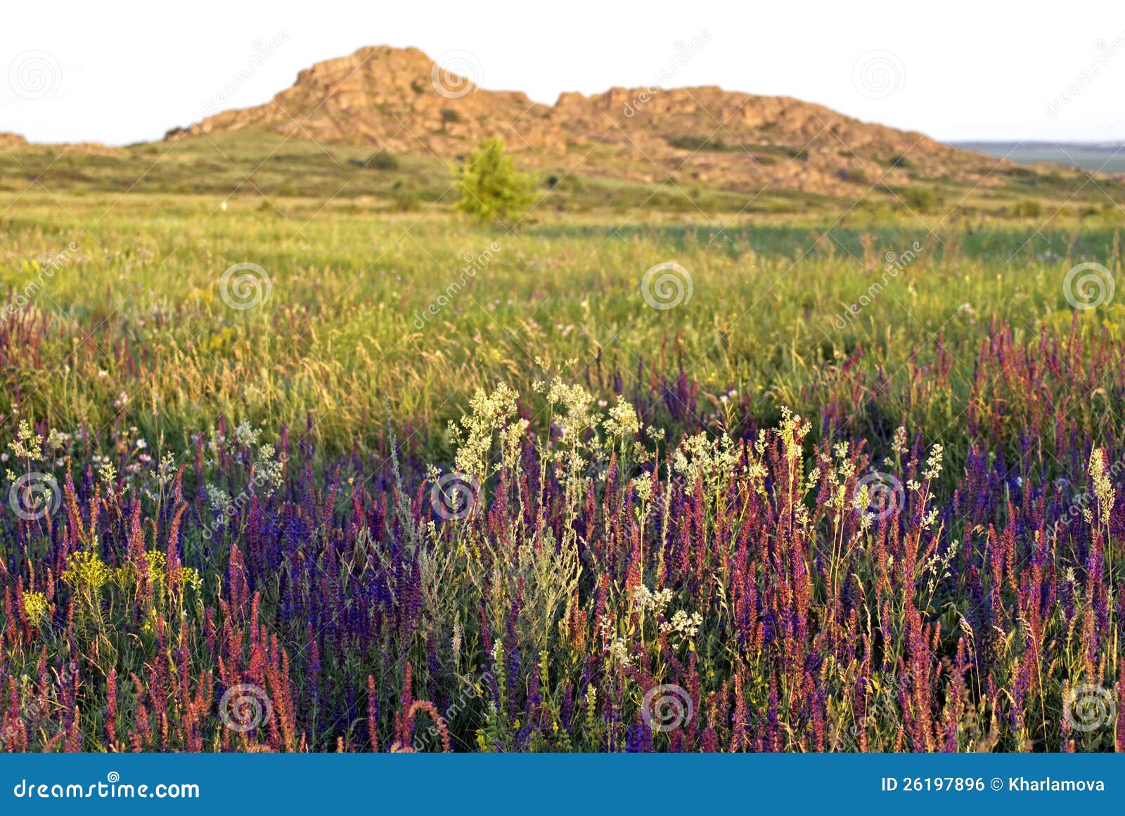 clary sage (salvia sclarea)