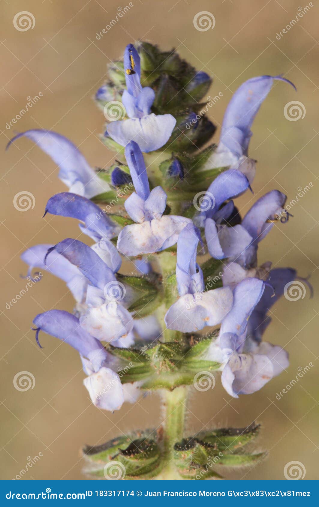 Clary Sauvage De Salvia Verbenaca Ou Plante Aromatique Violette Ou Bleue  Sage Sauvage Photo stock - Image du jardin, herbal: 183317174