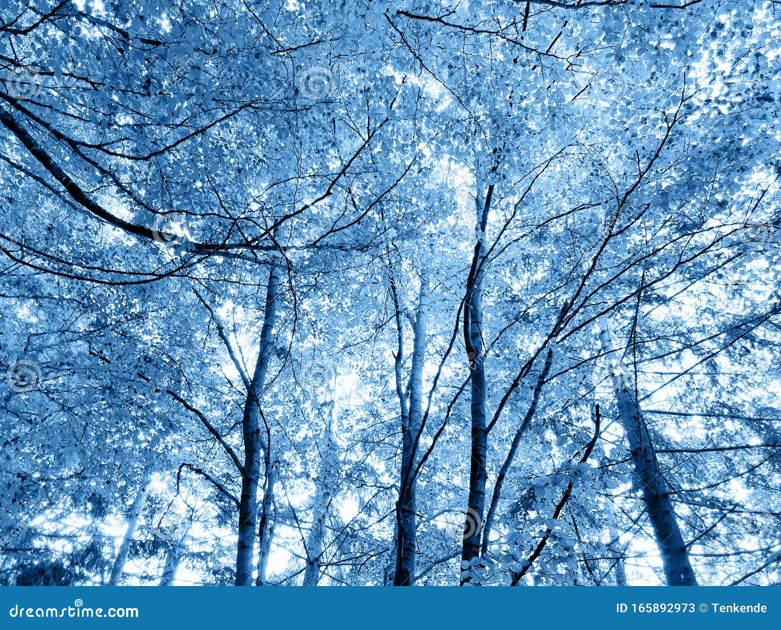 Classic Blue Color of 2020. Trees in a Forest Stock Image - Image of ...