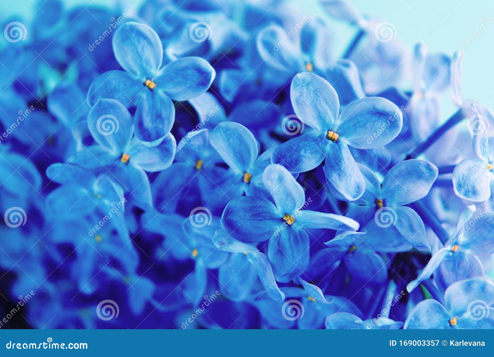 Classic Blue Lilac Design Background. Spring Flower Blooming Editorial ...