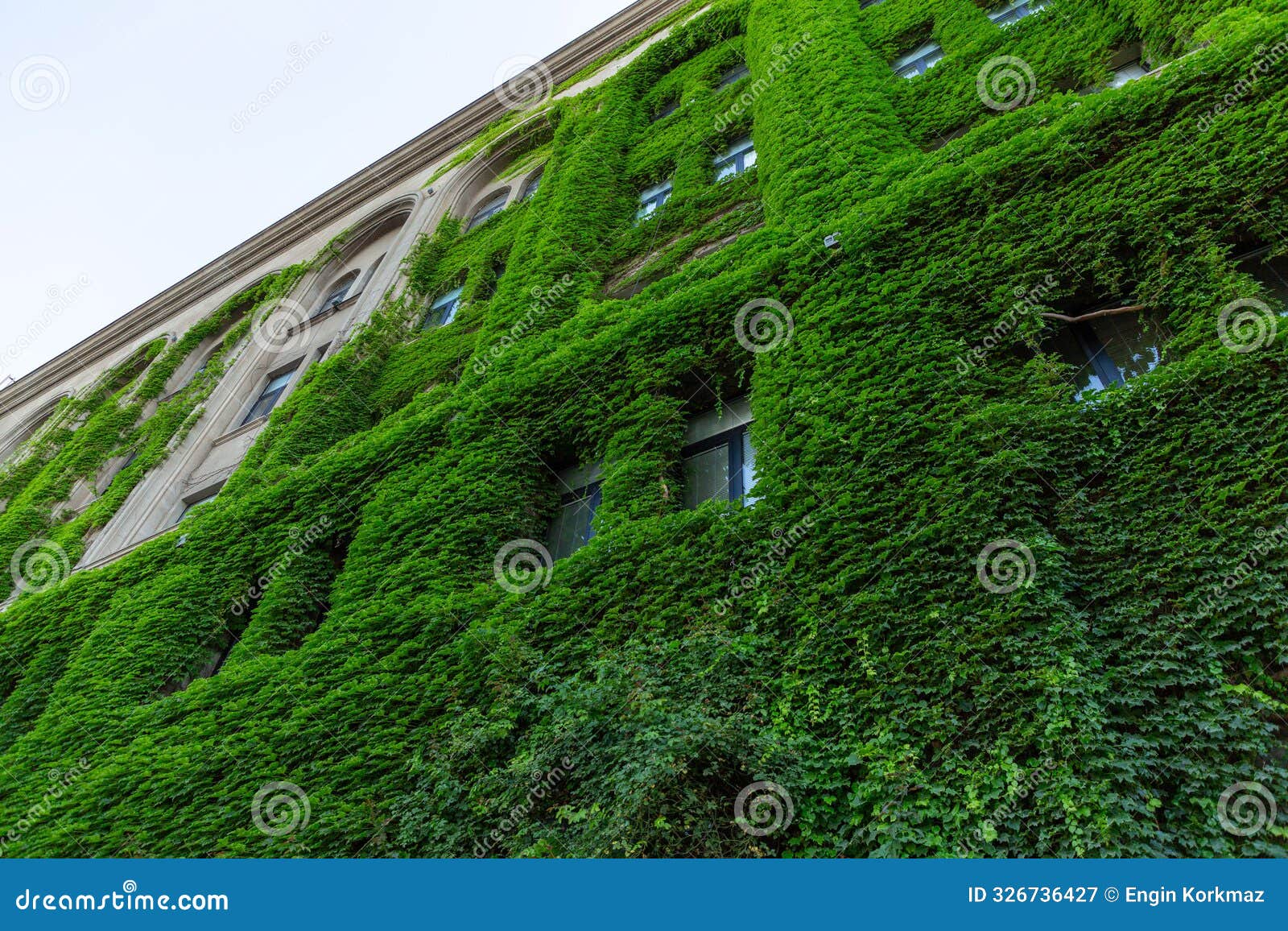 classic building facade covered with overgrown creeper ivy