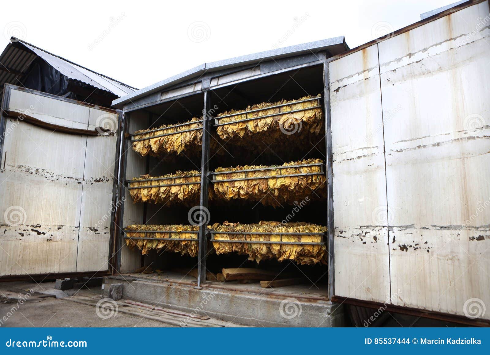 The Classic Method of Drying Tobacco in the Kiln Stock Photo Image of tabacco, leaf 85537444