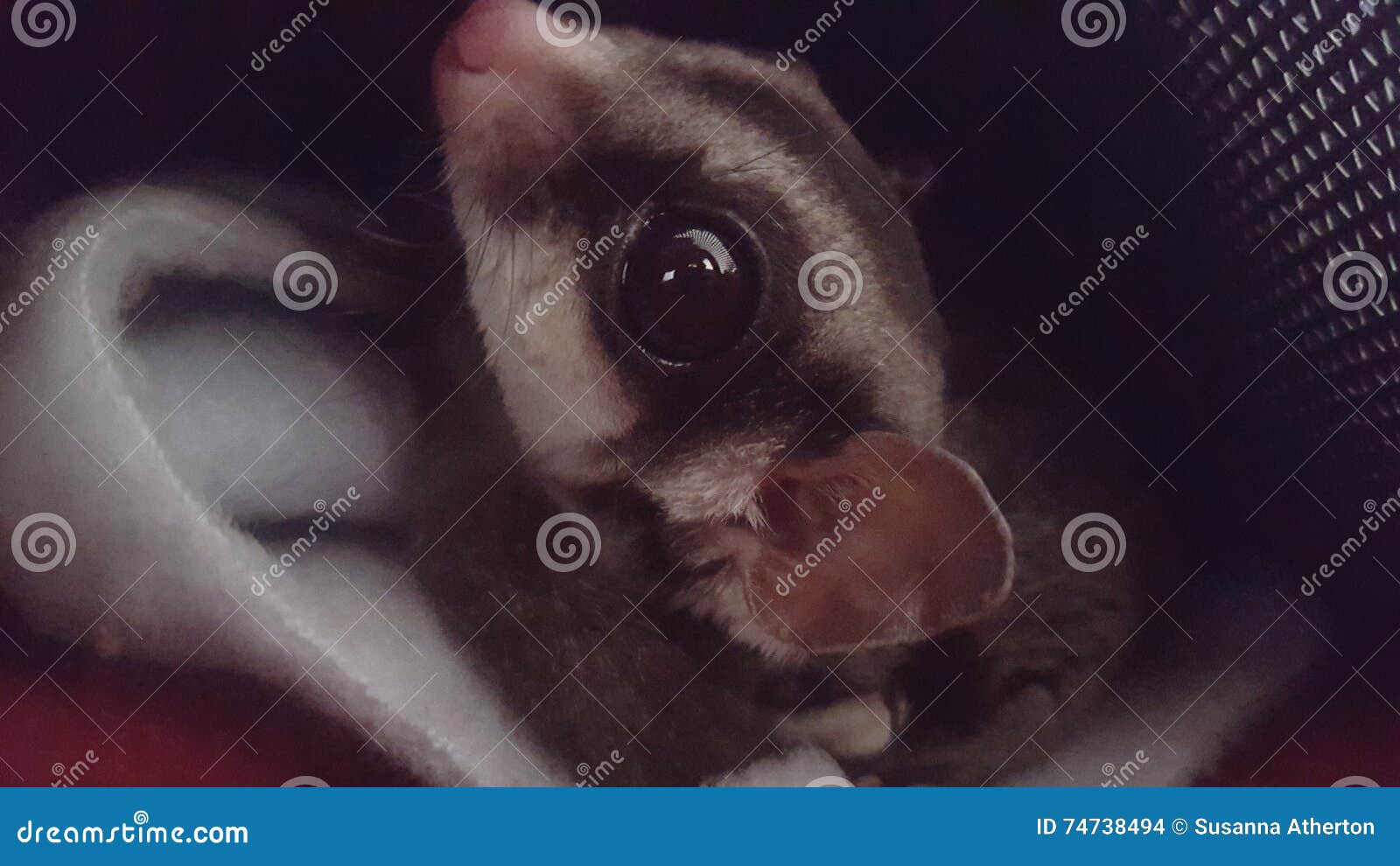 Classic Sugar glider stock photo. Image of classic, eyes 74738494