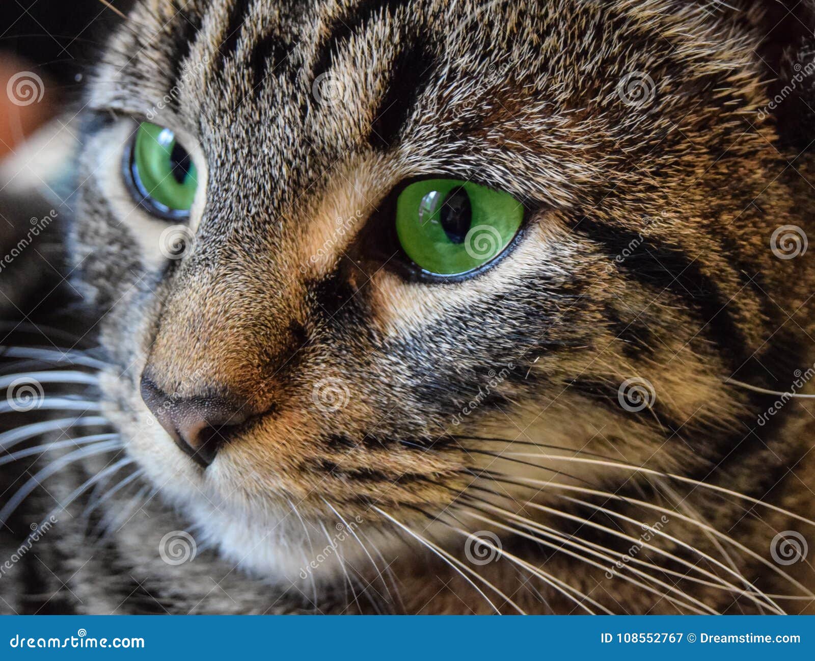 Classic Tabby Cat RoyaltyFree Stock Image 108230344