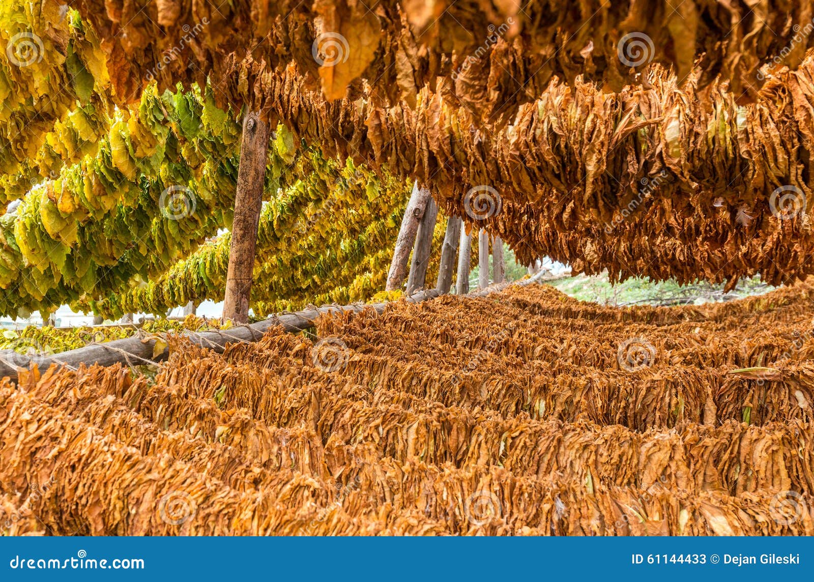 Classical Way of Drying Tobacco Stock Image Image of object, closeup